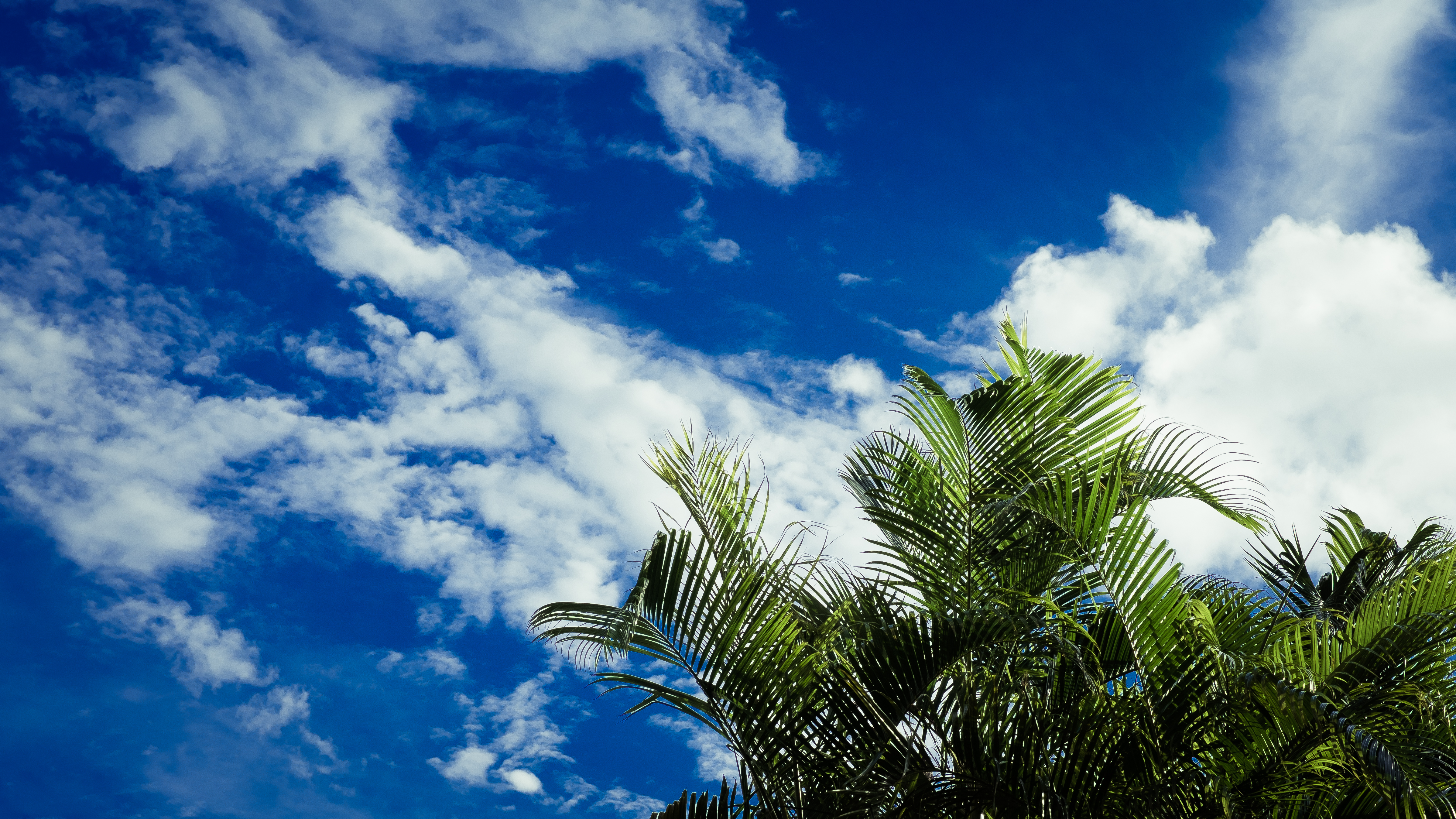 android sky, clouds, palms, nature, leaves, tropics