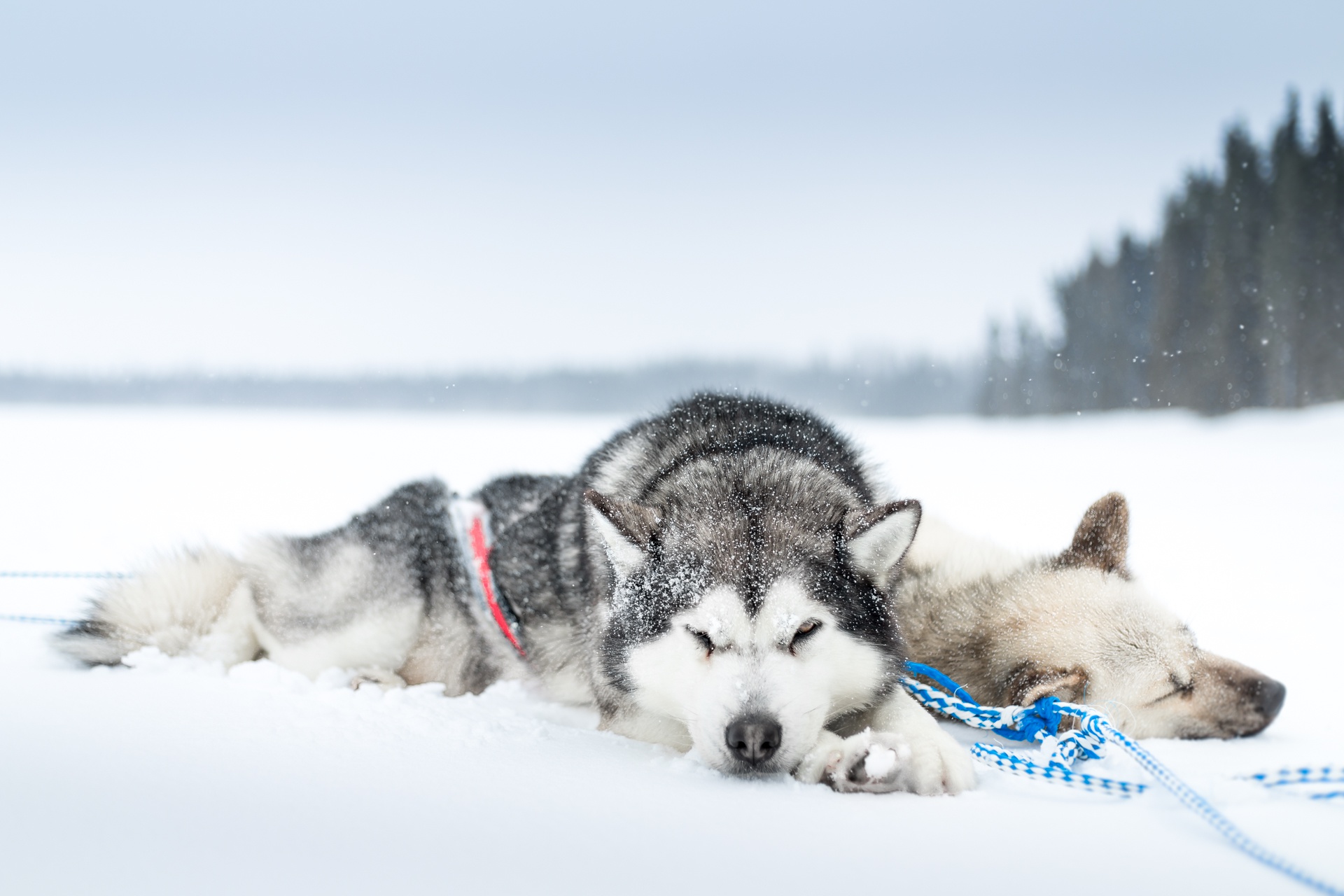 depth of field, snowfall, animal, siberian husky, dog, resting, snow, winter, dogs UHD