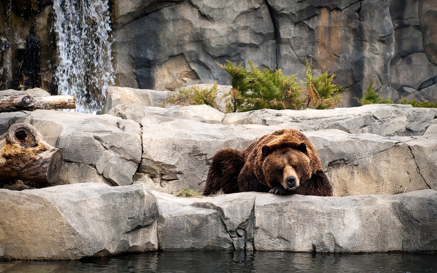 Baixar papel de parede para celular de Animais, Bears gratuito.