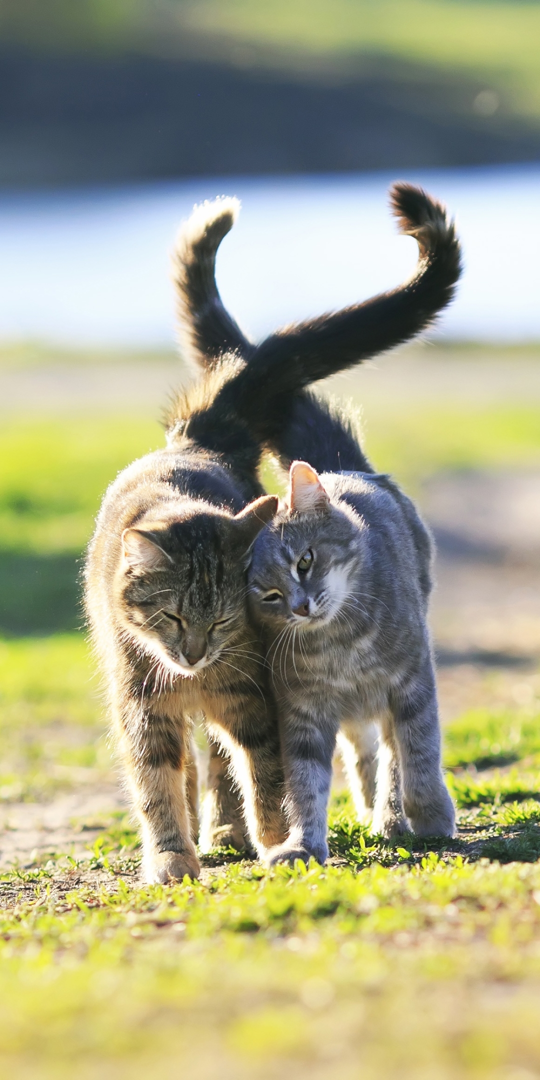 Две кошки рядом. Two Cats Walking.