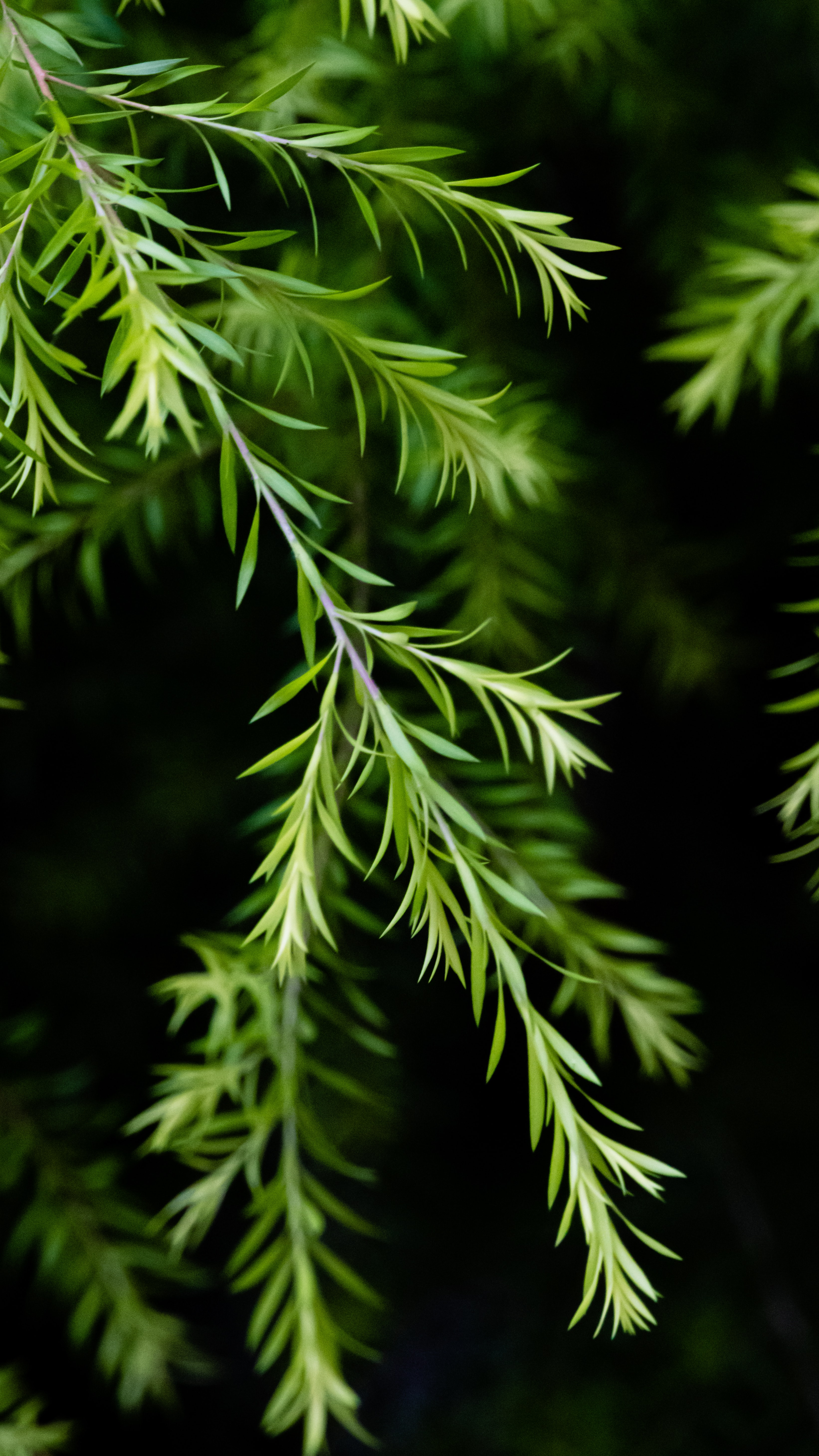 Laden Sie das Blätter, Makro, Zweig, Fokus, Pflanze, Ast, Natur-Bild kostenlos auf Ihren PC-Desktop herunter