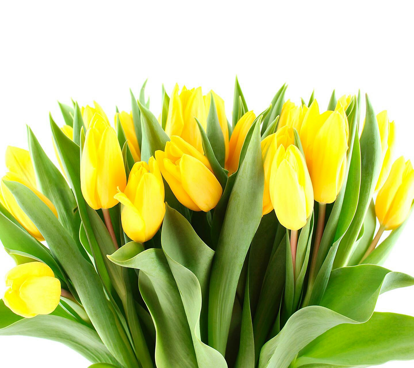 32091 baixar papel de parede plantas, flores, tulipas - protetores de tela e imagens gratuitamente