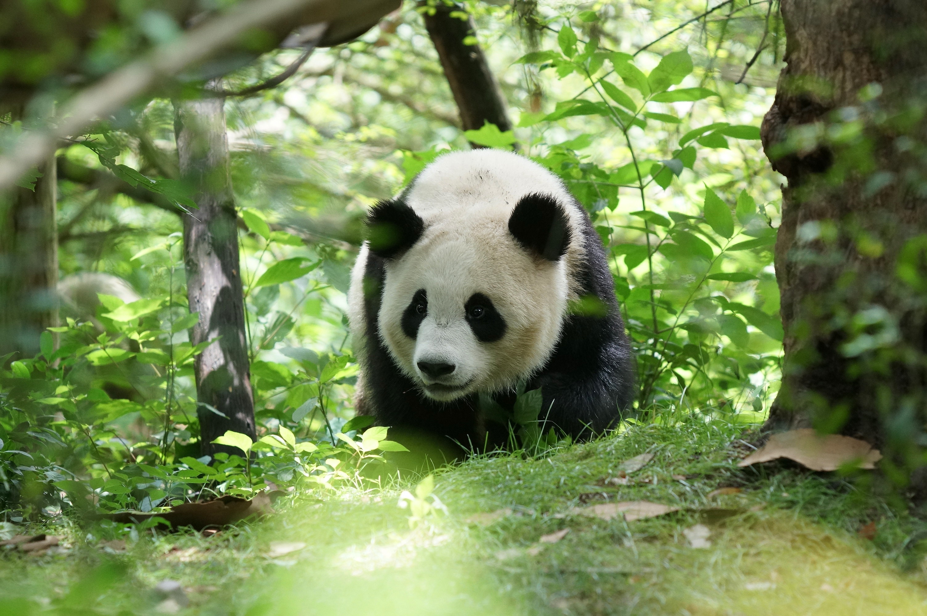 Панда на узбекском языке. Панда. Медведь Панда. Панда в природе. Панды в дикой природе.