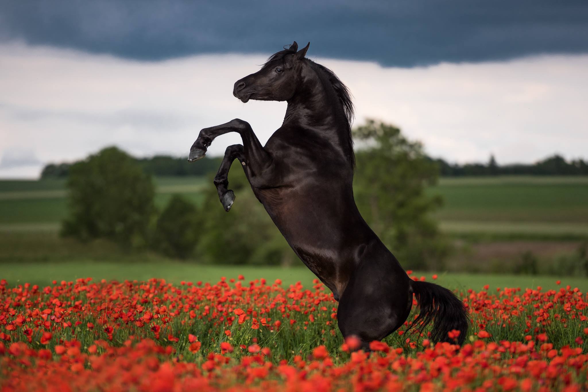 Фото лошадей красивых в хорошем качестве