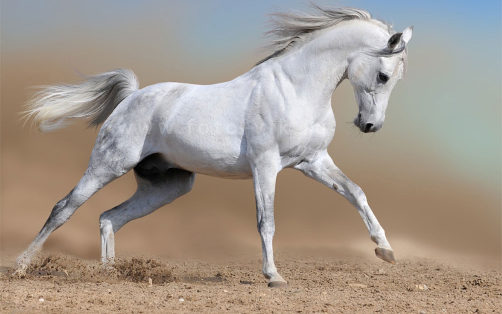 29002 descargar imagen caballos, animales: fondos de pantalla y protectores de pantalla gratis