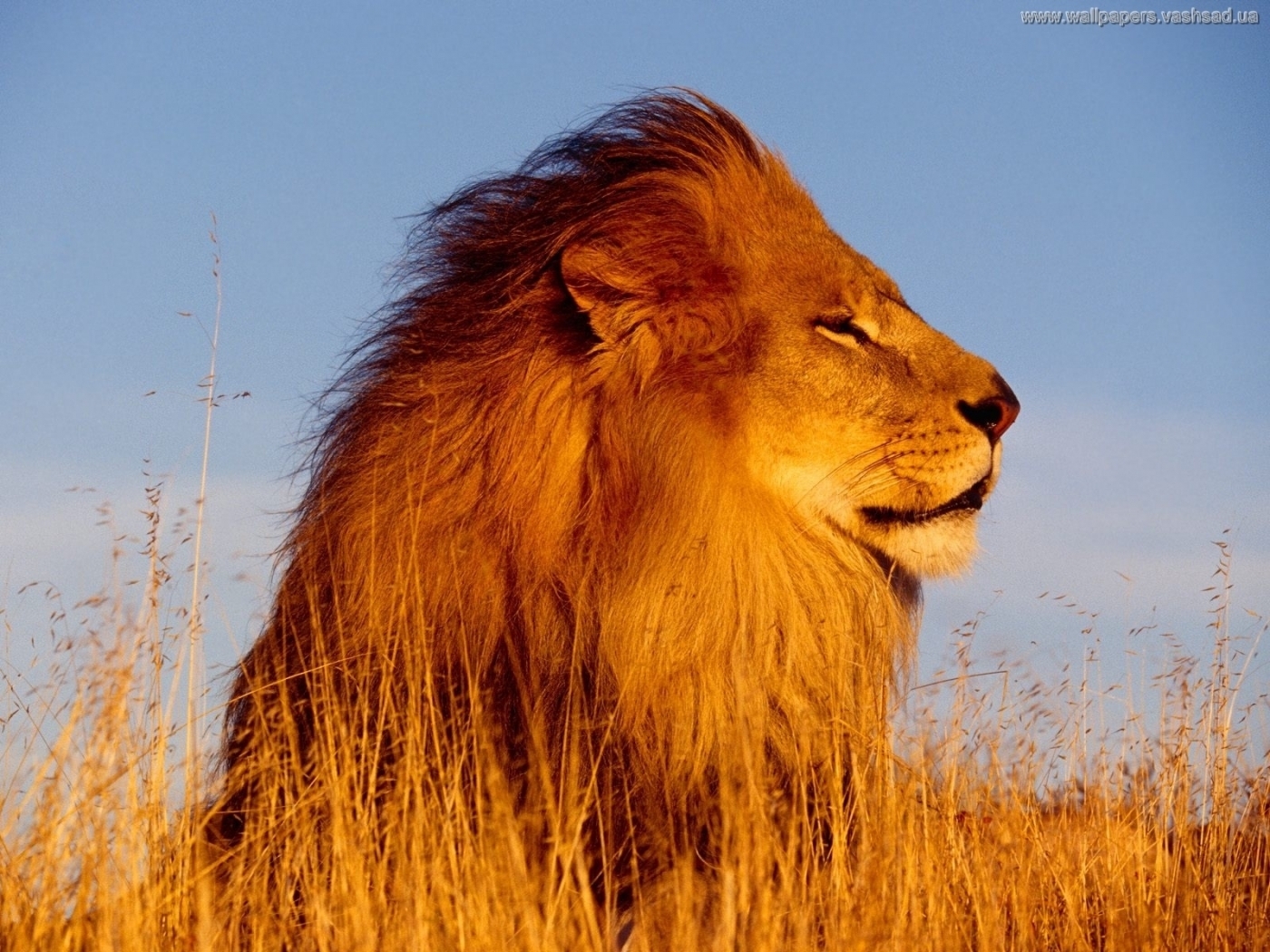 28130 Bild herunterladen tiere, lions, orange - Hintergrundbilder und Bildschirmschoner kostenlos