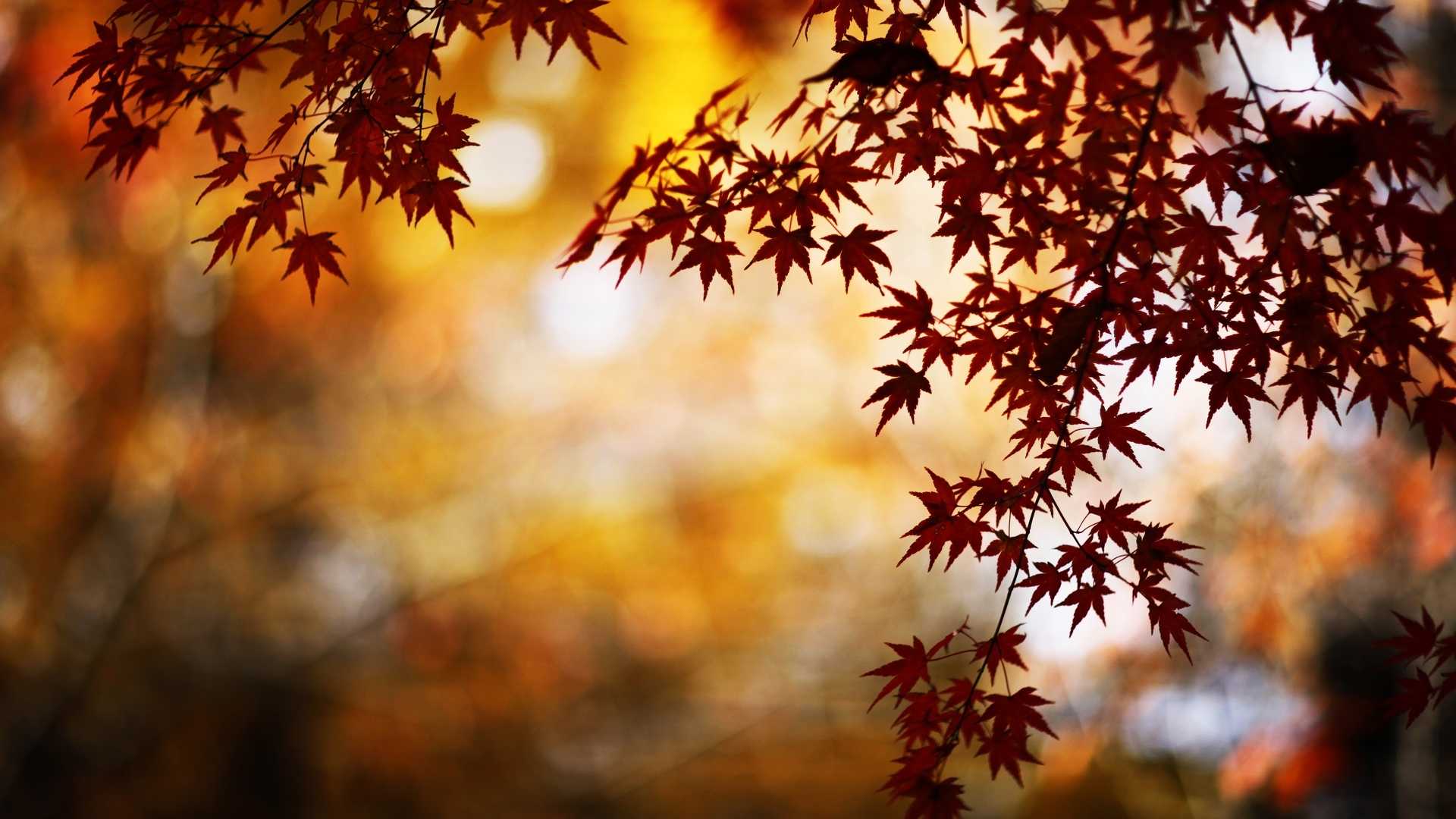 Download mobile wallpaper Plants, Leaves, Autumn for free.