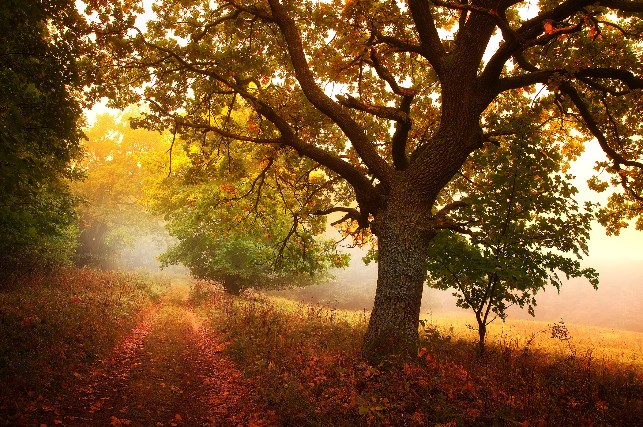 Free download wallpaper Nature, Forest, Tree, Leaf, Fall, Earth, Path, Season on your PC desktop