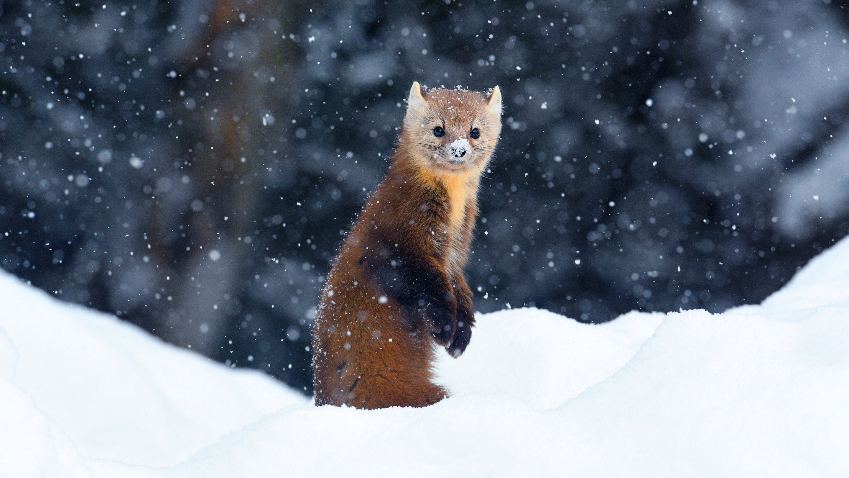 Free download wallpaper Winter, Snow, Animal, Marten on your PC desktop