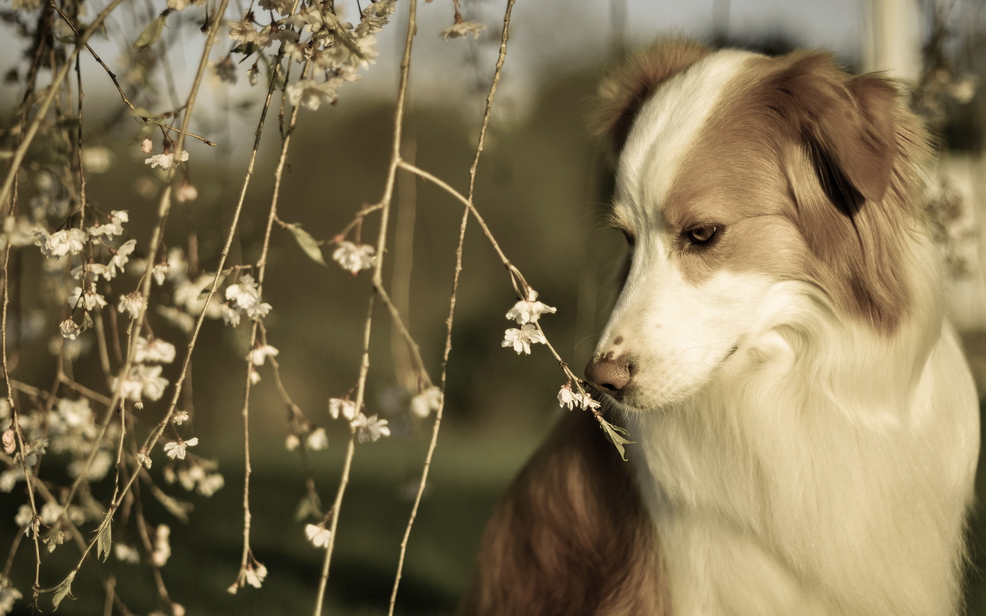 Эстетика собаки Весна