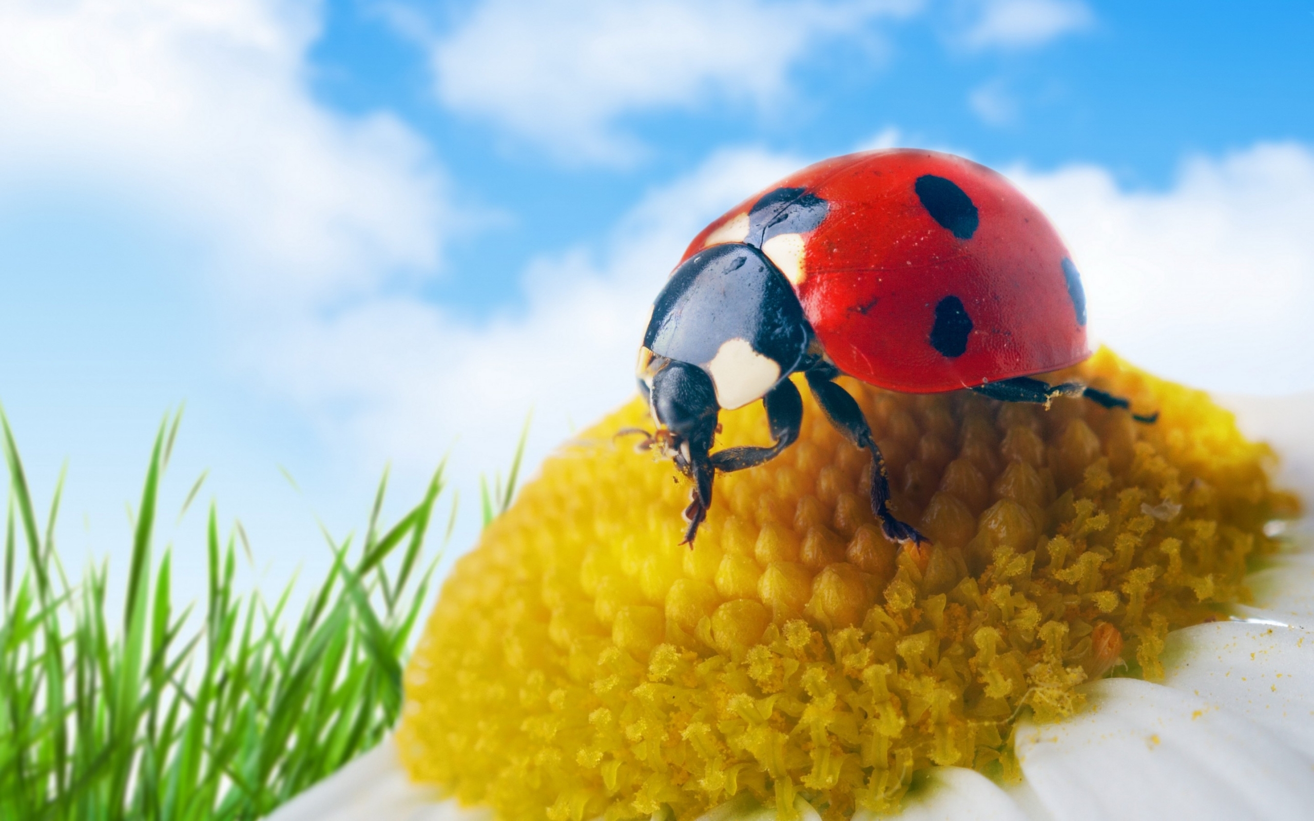1920 x 1080 picture insects, ladybugs