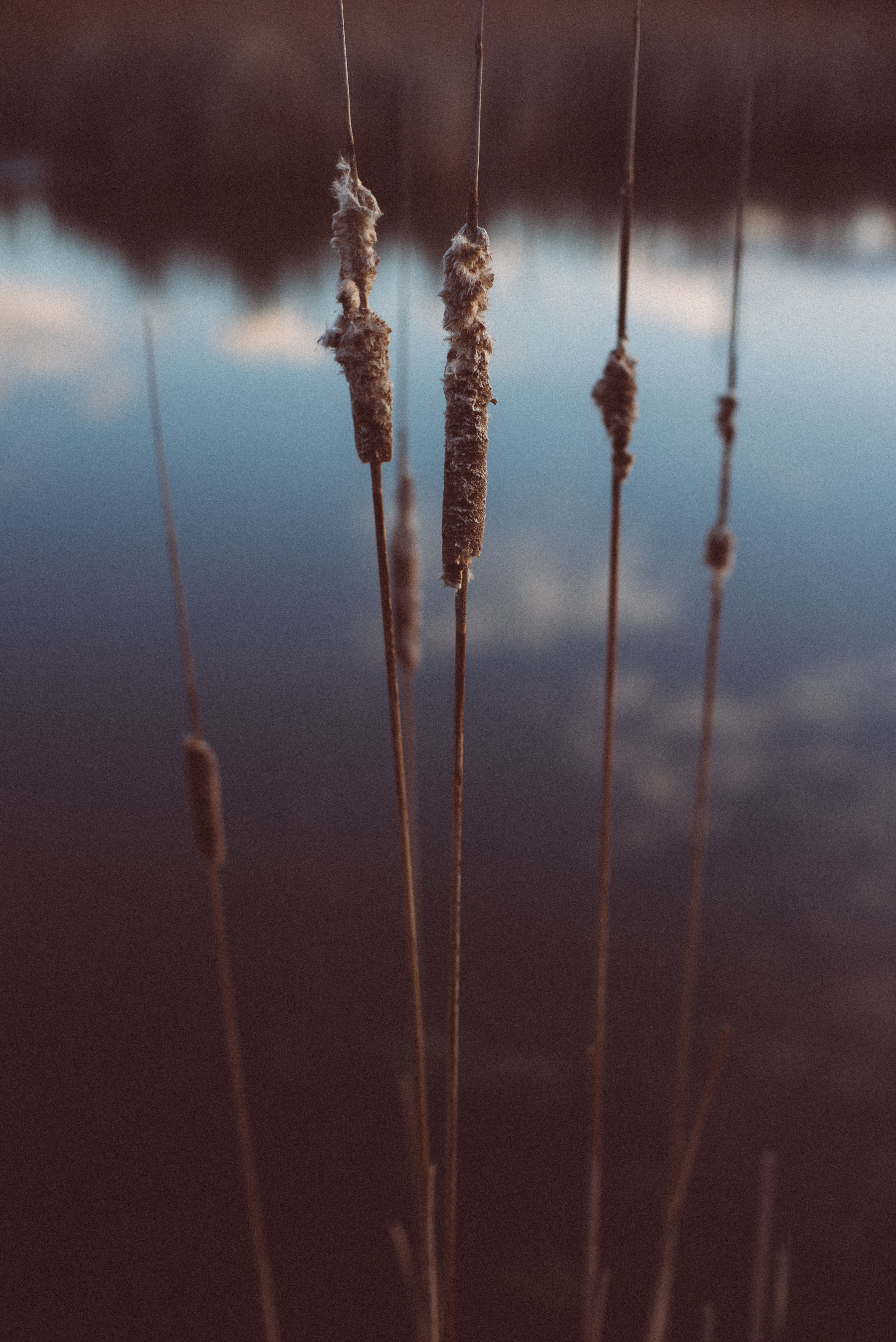 Mobile wallpaper nature, plant, evening, cane, reed