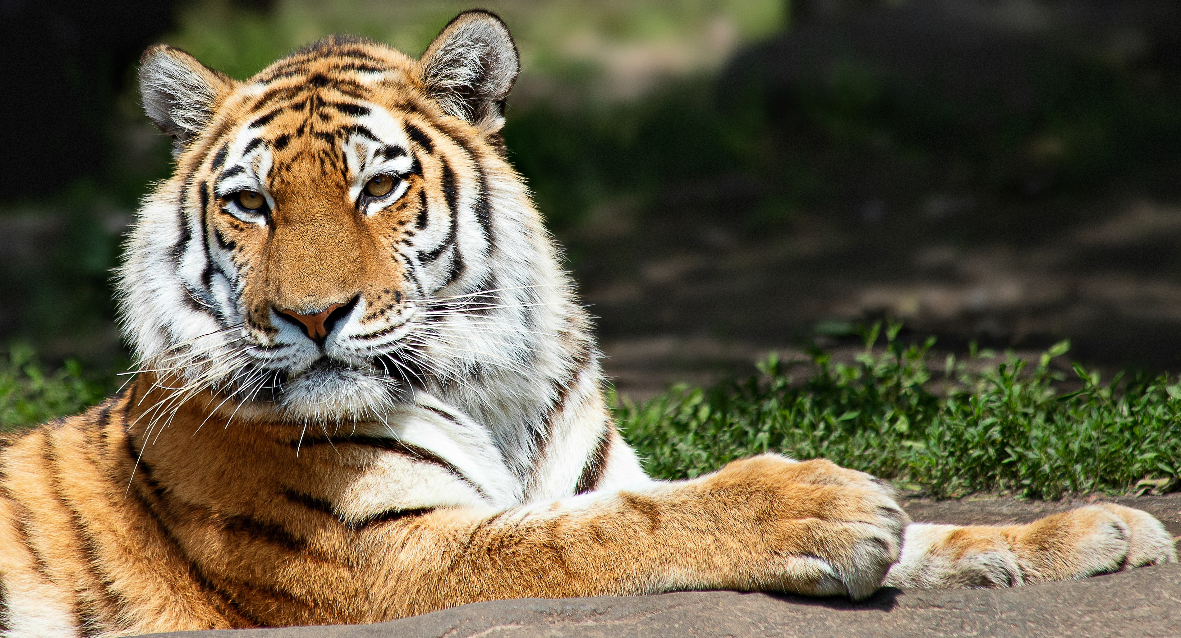 Уссурийский тигр обои фото