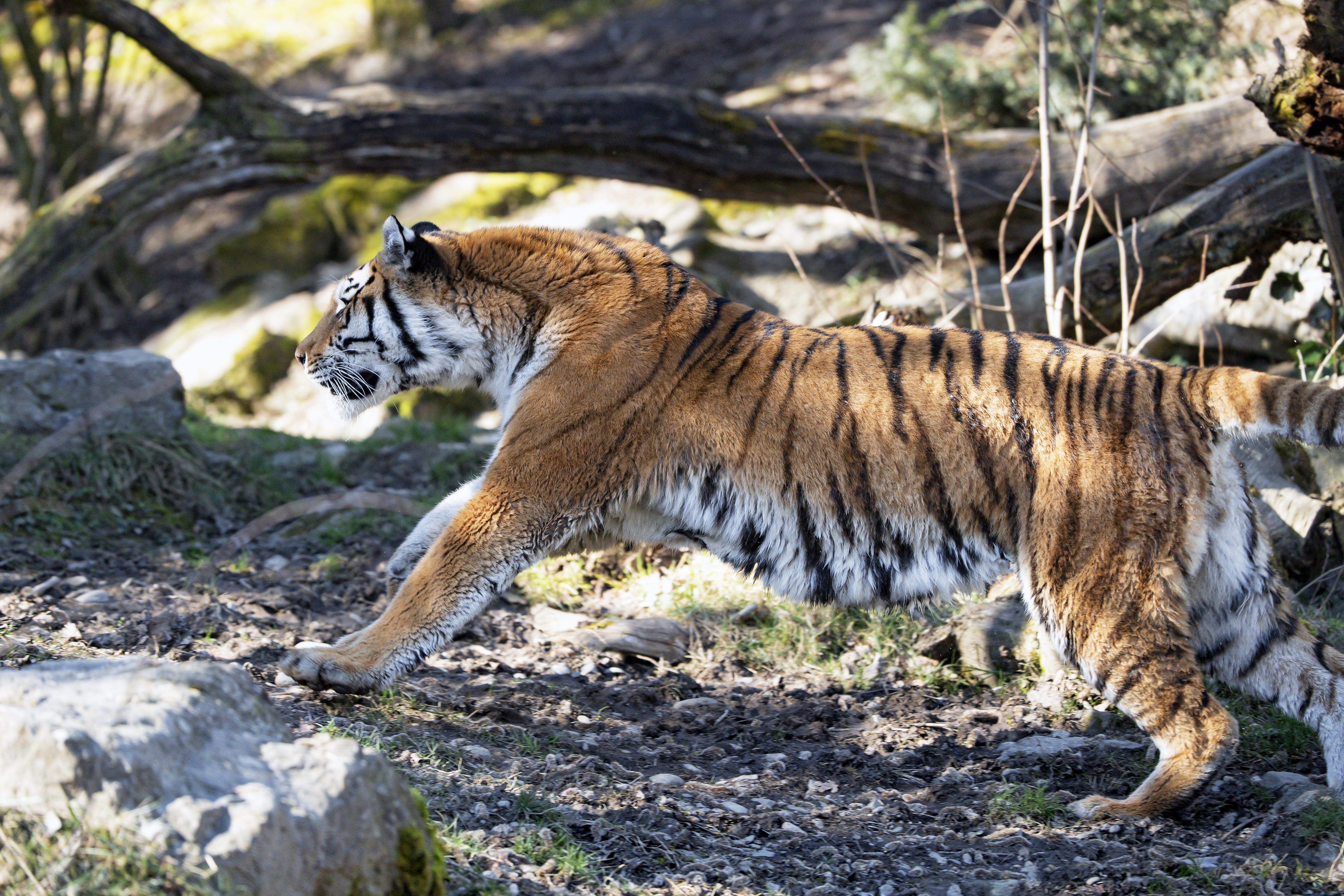 Download mobile wallpaper Predator, Big Cat, Streaks, Animals, Tiger, Stripes for free.