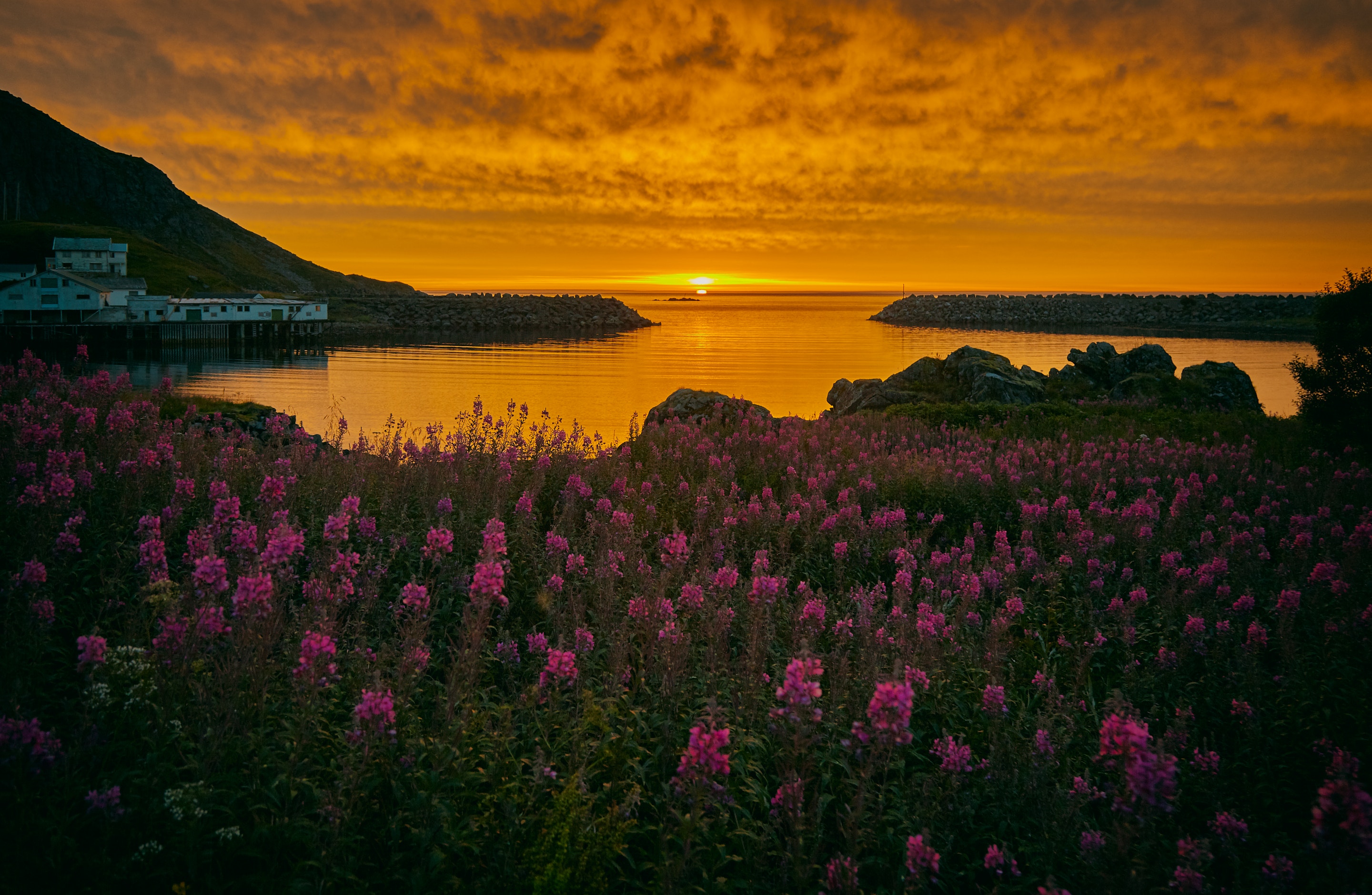 shore, nature, flowers, sunset, bank, norway, bay, archipelago phone wallpaper