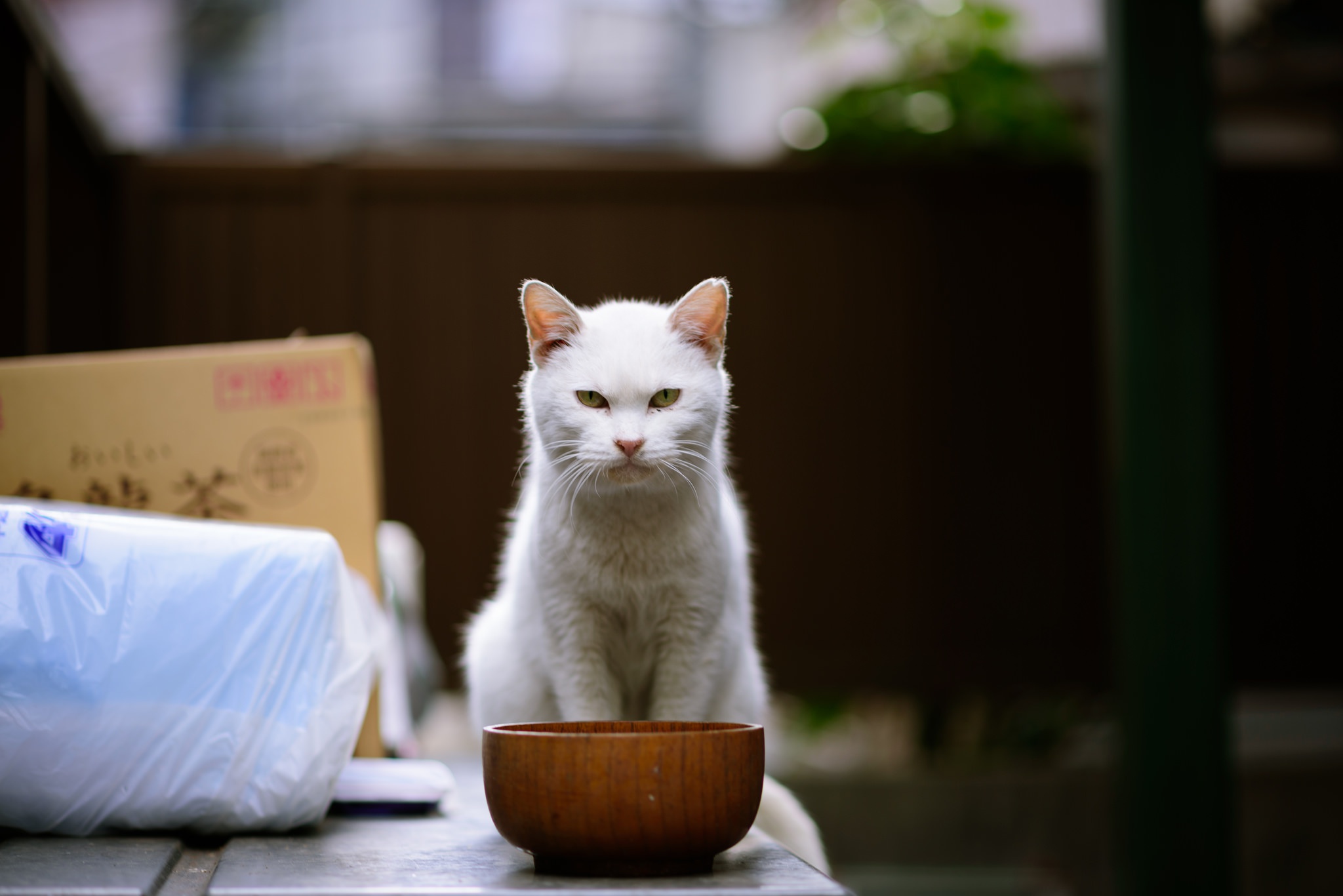 Кошка возле. Японский кот медитирует. Миска для кота. Счастливый кот. Стол для кошек с мисками.