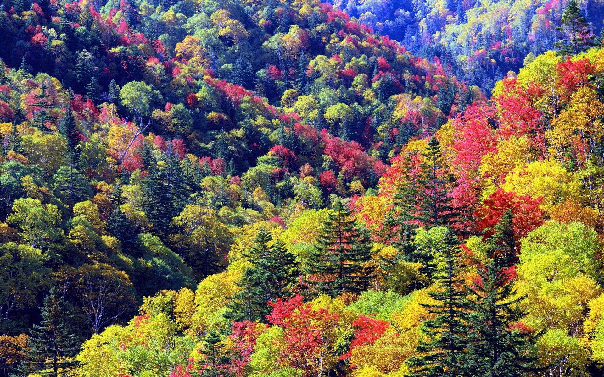 nature, trees, autumn, colors, color, palette, slopes