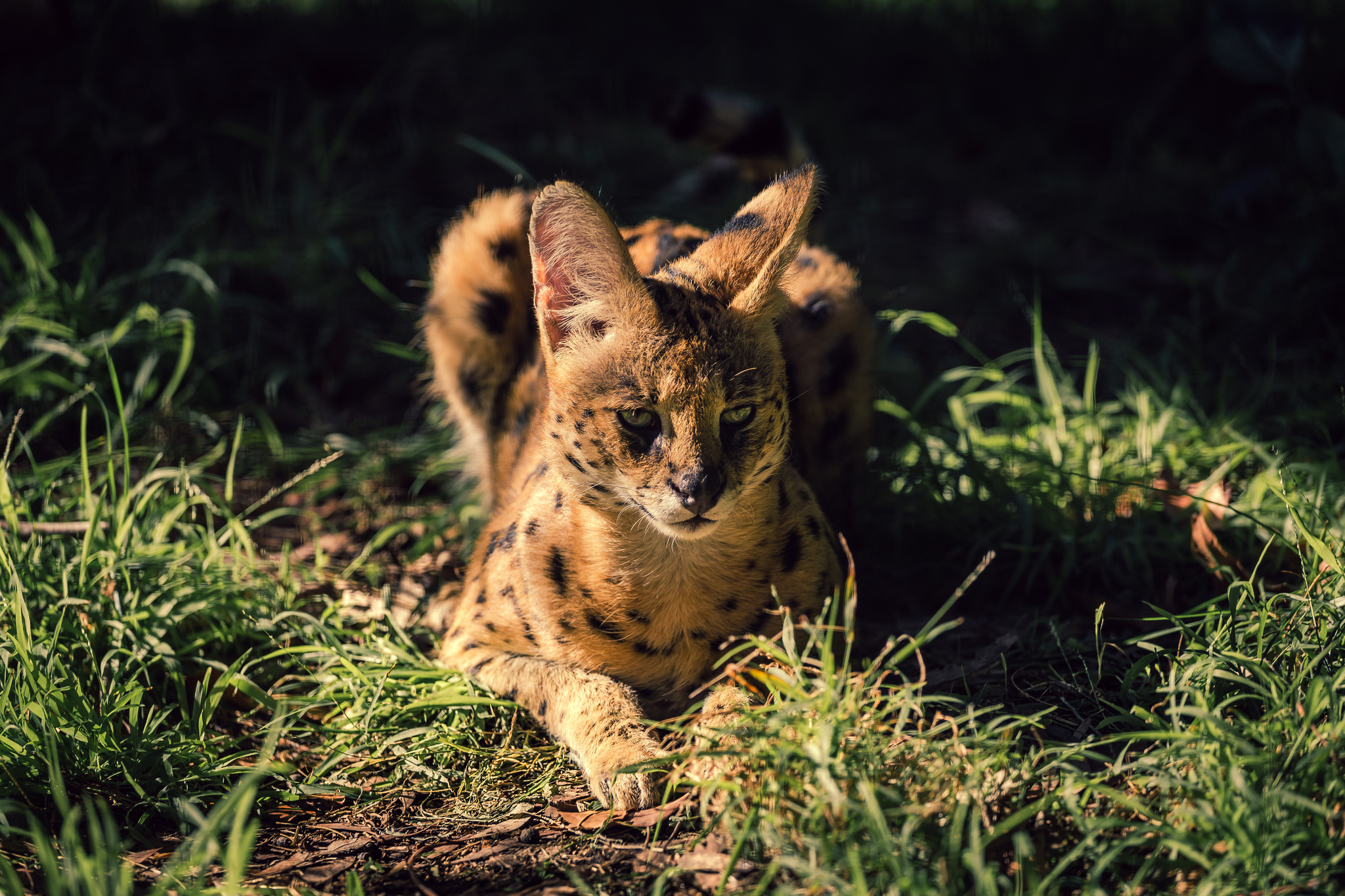 serval, animal, grass, cats
