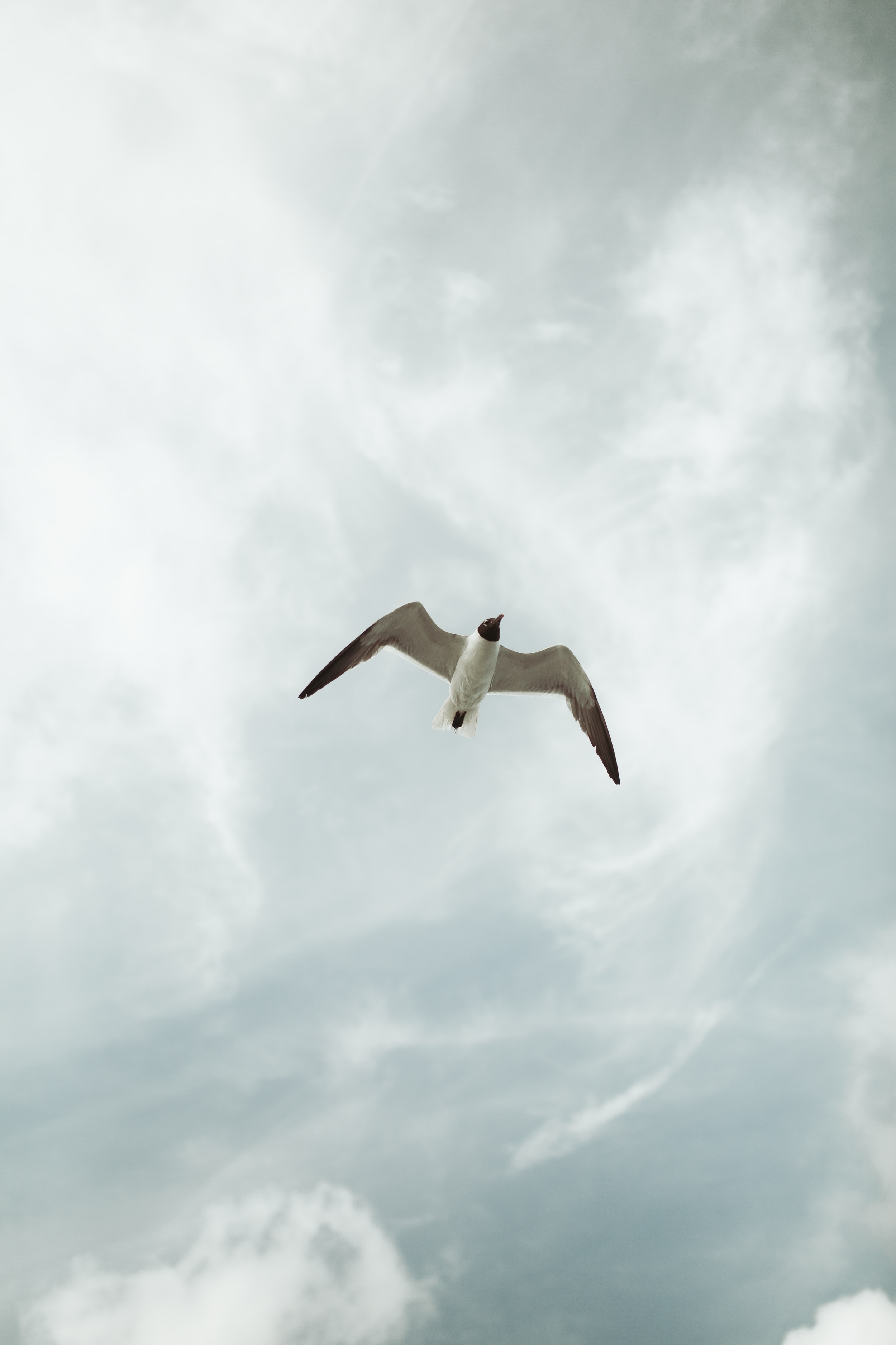 Download mobile wallpaper Gull, Height, To Fly, Seagull, Fly, Sky, Bird, Animals for free.