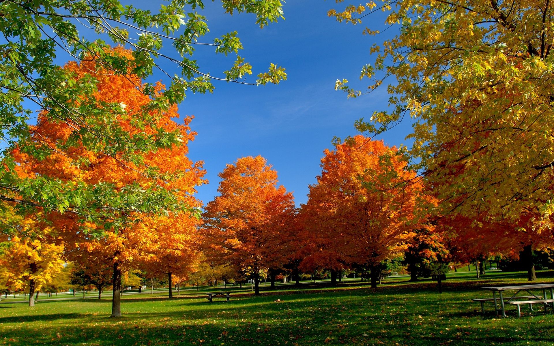 100477 завантажити шпалери листя, дерева, осінь, природа, трава, парк - заставки і картинки безкоштовно