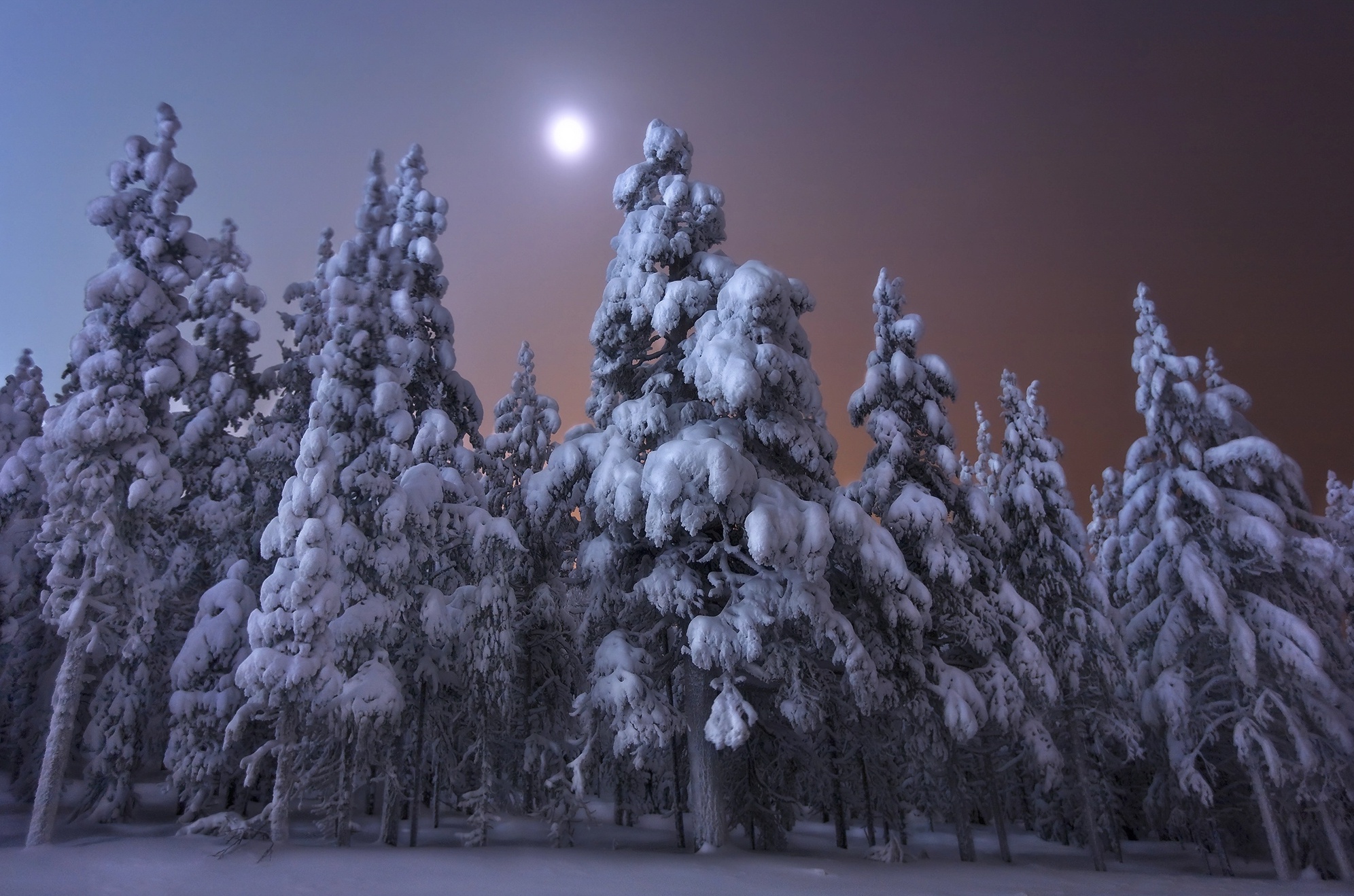 Ель в лесу зимой ночью