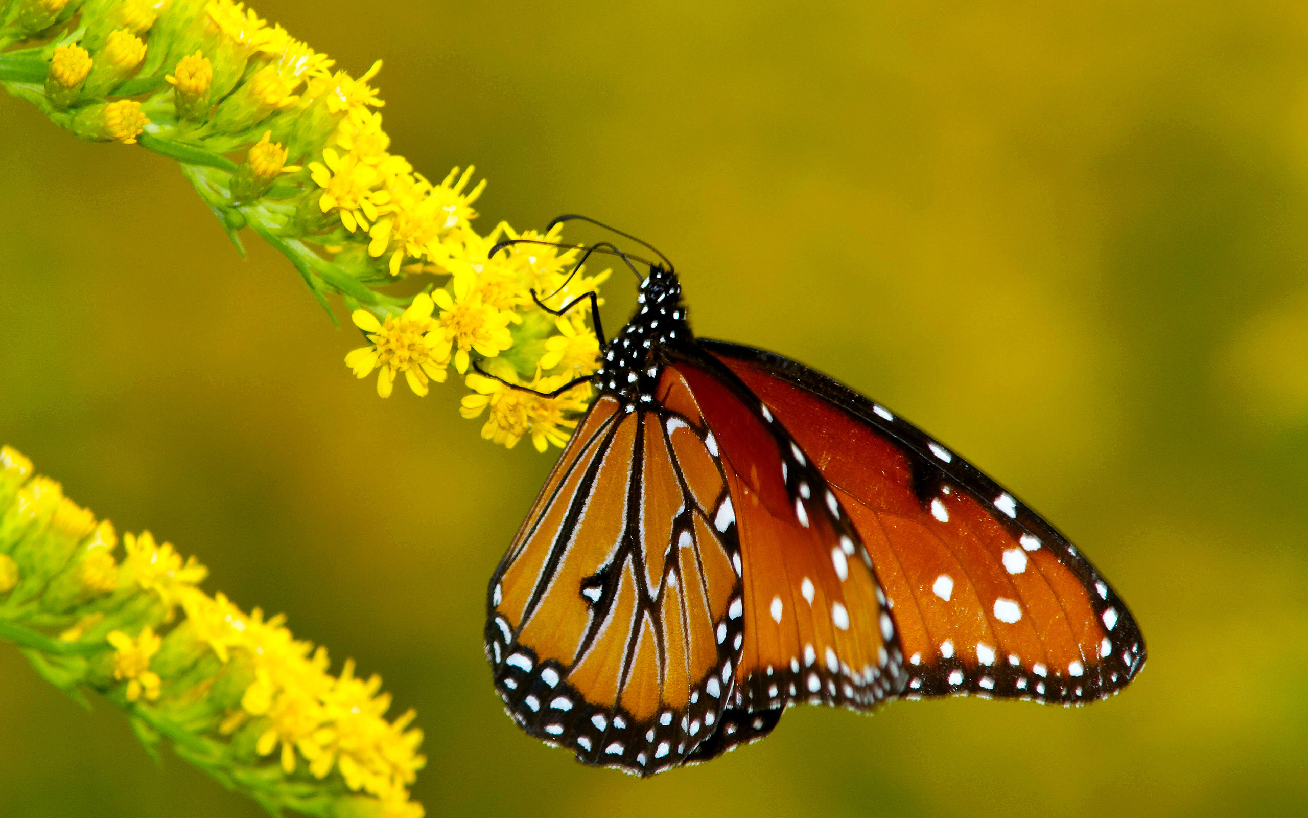 Обои на стол бабочки. Желтые бабочки Монарх. Данаида Монарх. Голубая бабочка Монарх. Бабочка на цветке.