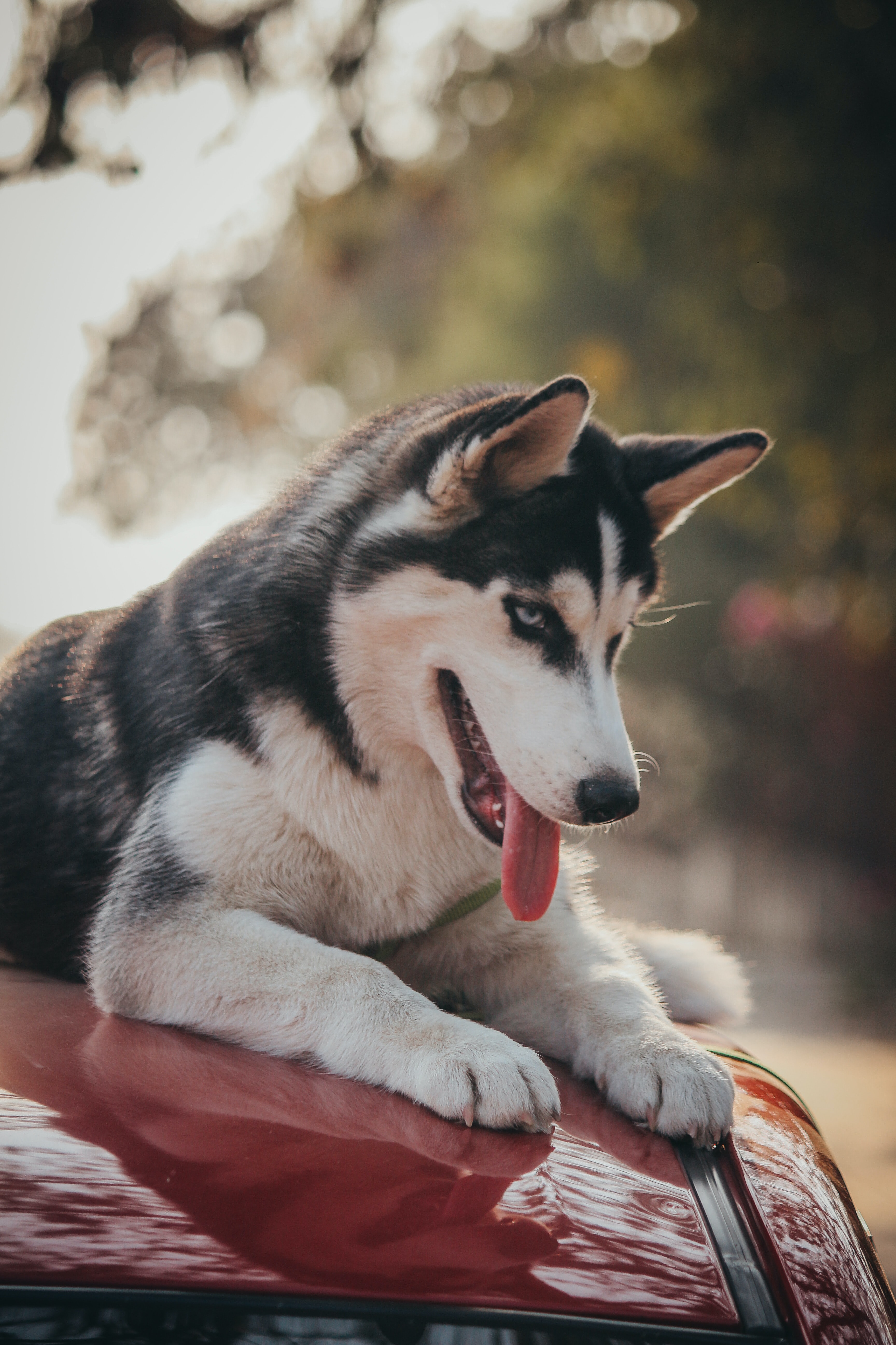 Download mobile wallpaper Nice, Sweetheart, Tongue Stuck Out, Protruding Tongue, Pet, Dog, Animals, Husky for free.