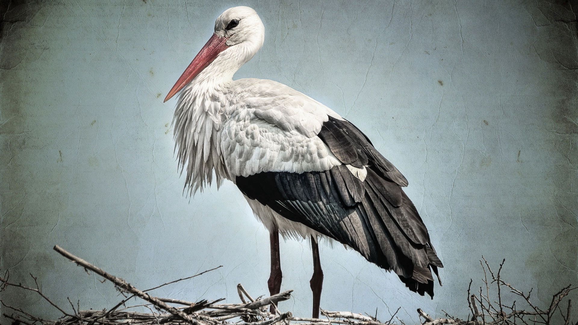 Download mobile wallpaper Stork, Nest, Animals, Beak, Branches, Feather for free.
