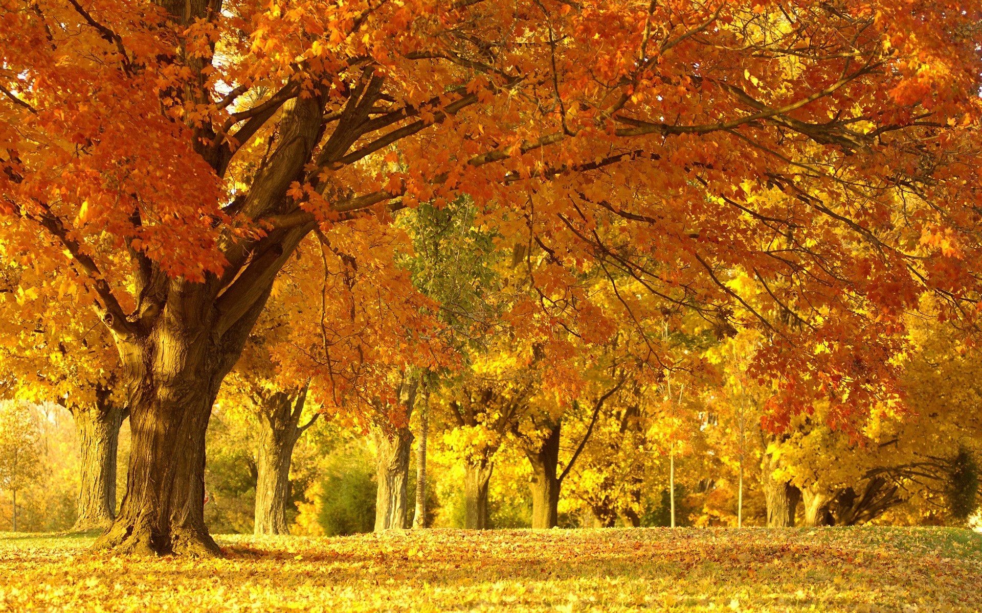 無料モバイル壁紙木, オレンジ, 風景, 秋をダウンロードします。