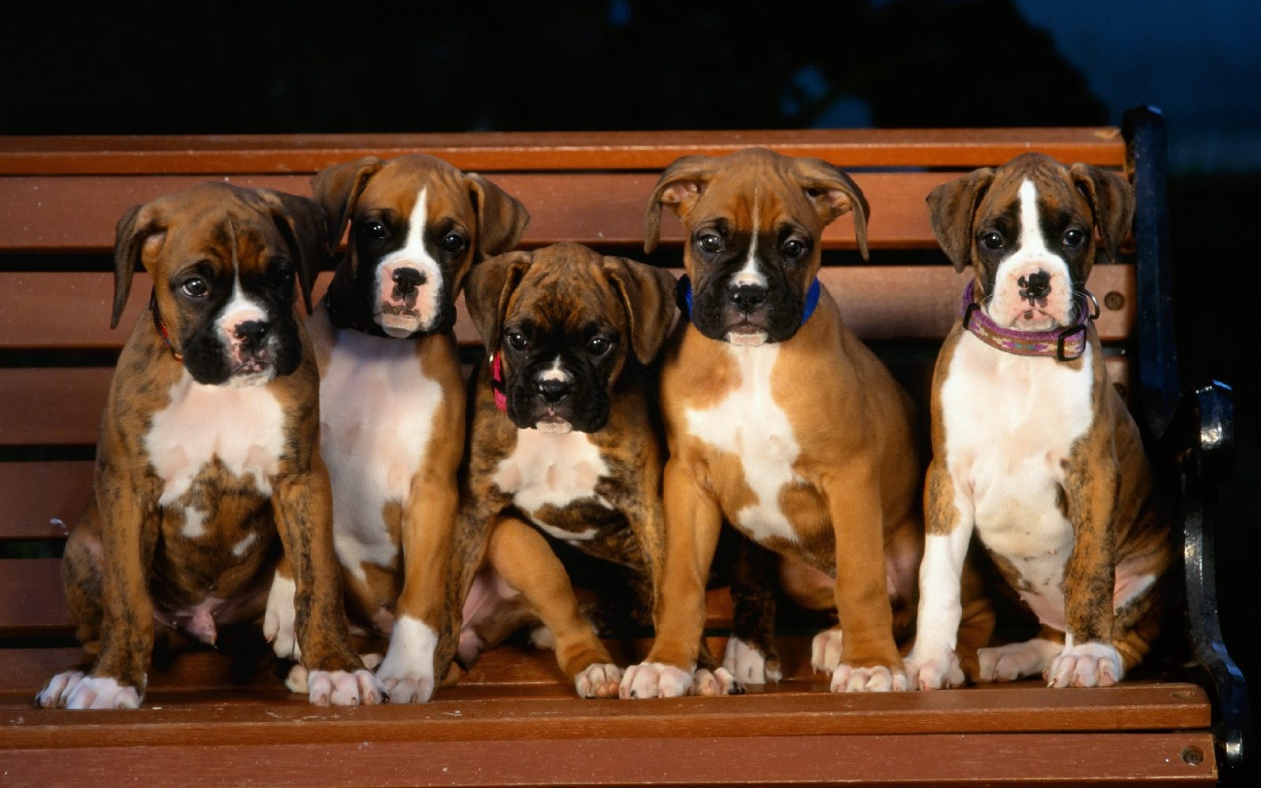 animal, boxer, dogs desktop HD wallpaper