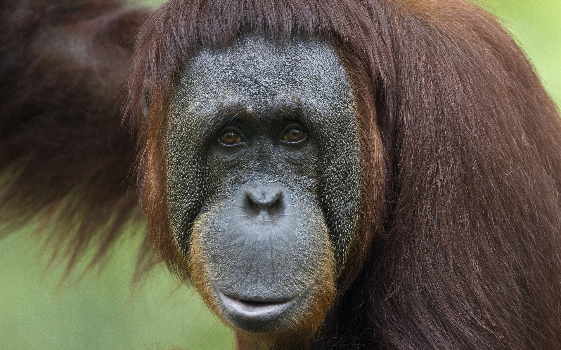 258636 Protetores de tela e papéis de parede Orangotango em seu telefone. Baixe  fotos gratuitamente