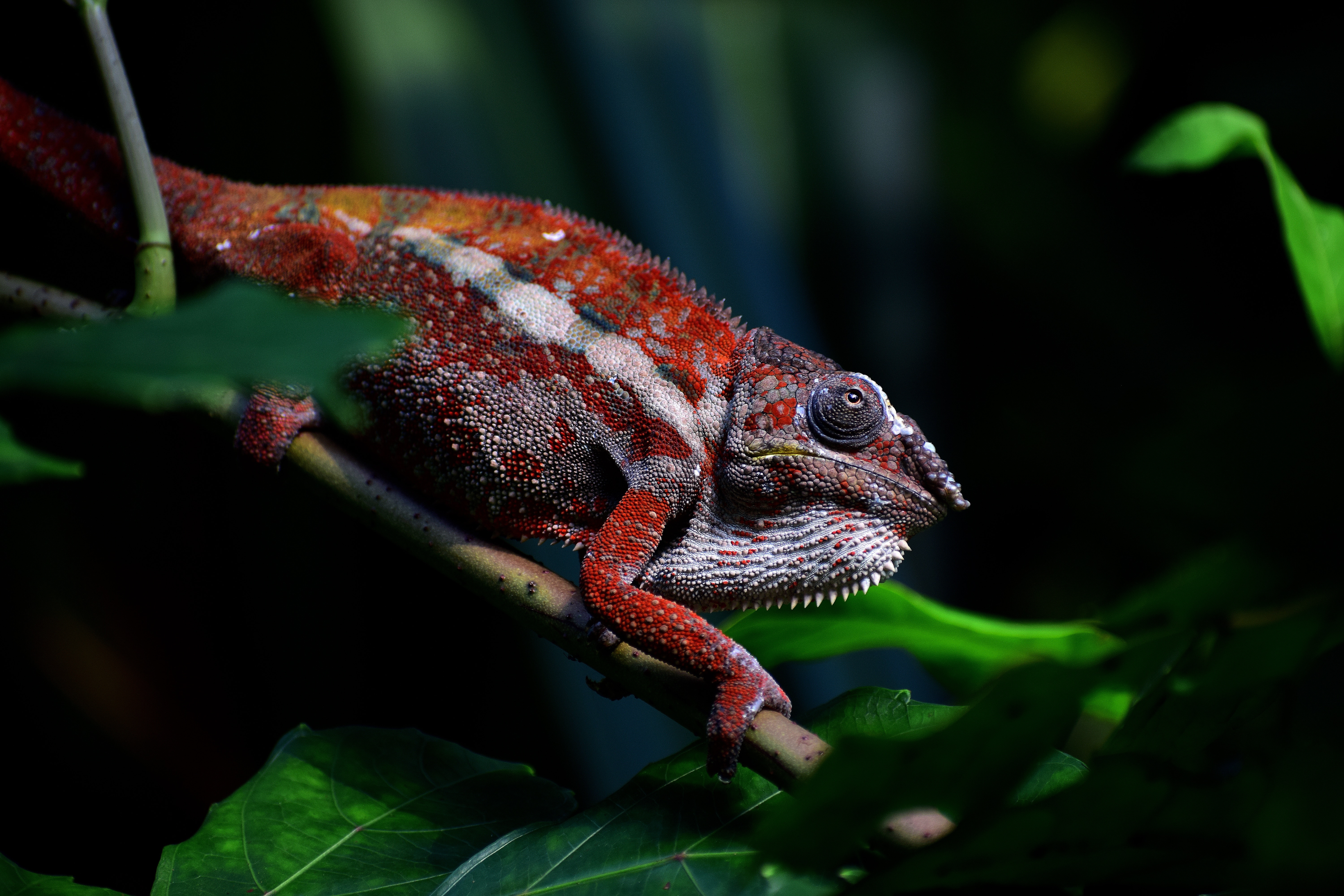 red, animals, branch, reptile, chameleon, exotic Smartphone Background