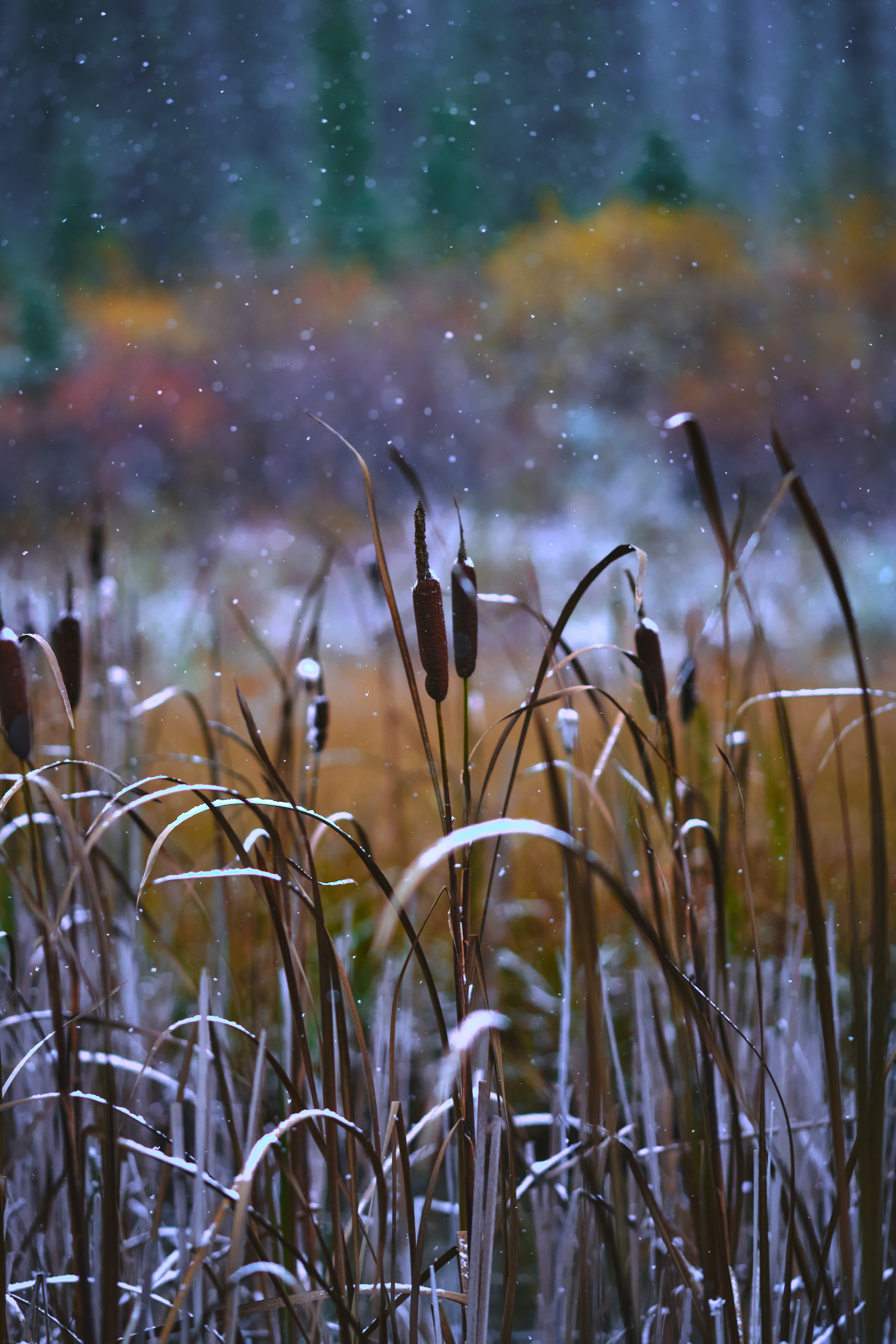 Download mobile wallpaper Reeds, Grass, Snow, Snow Covered, Snowbound, Nature for free.
