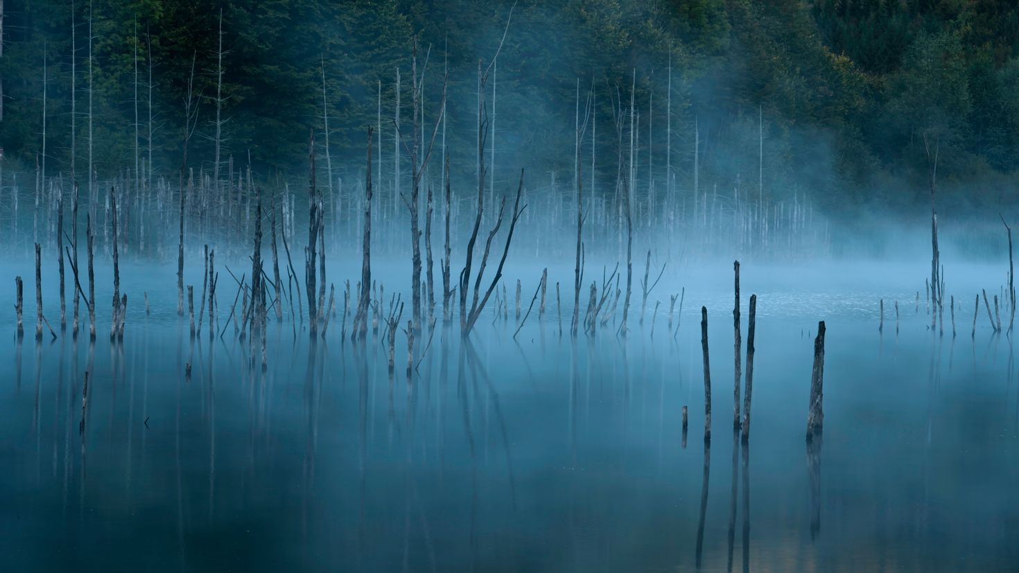 Темные плотно стоящие. Озеро в тумане. Мрачное болото. Болото ночью. Болото туман.