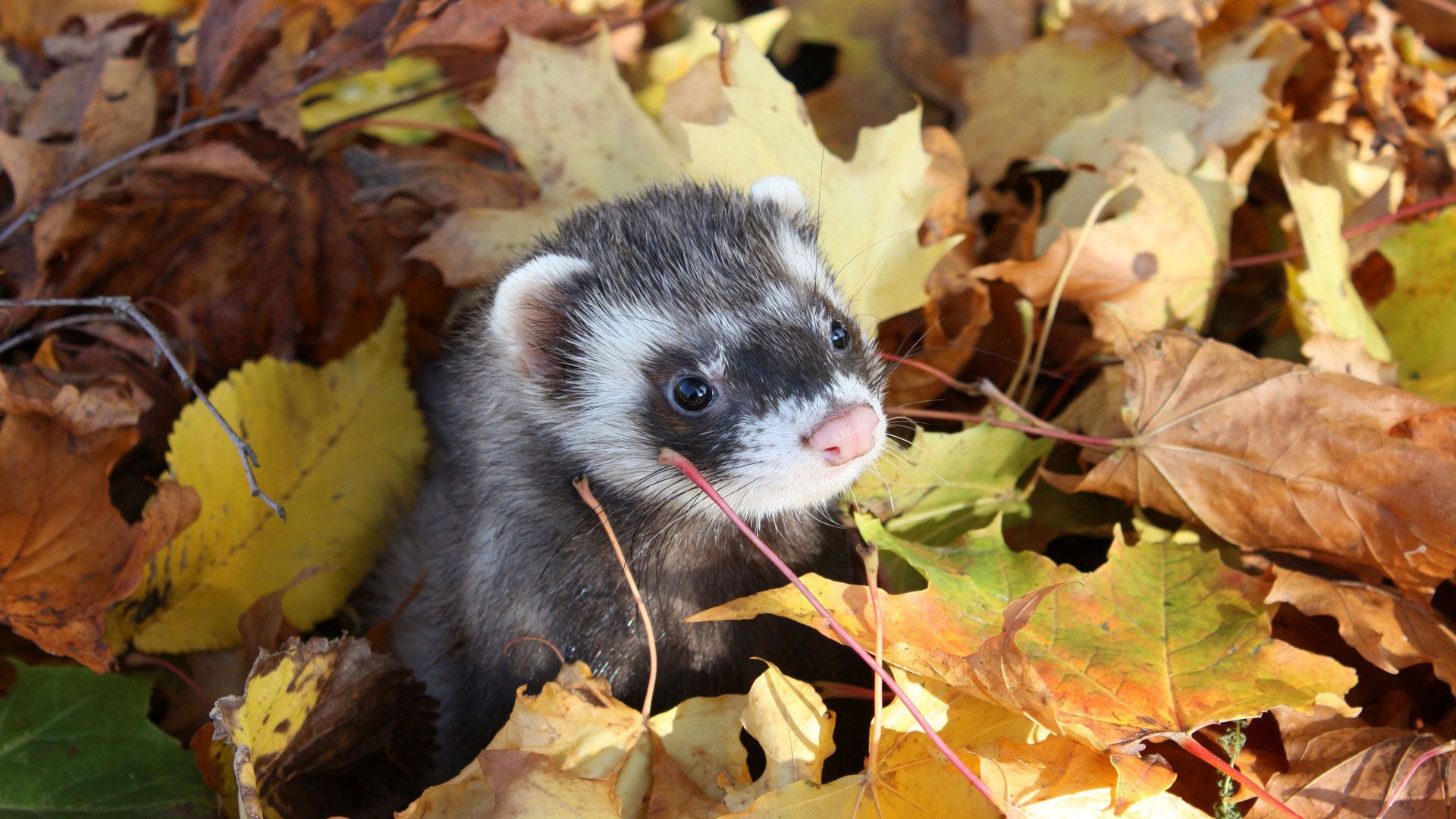 polecat, animals, leaves, autumn, muzzle, ferret phone background