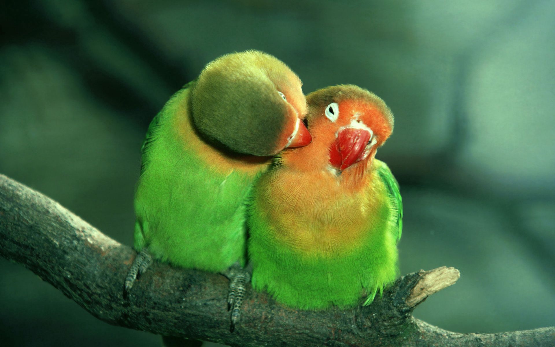 parrots, animals, couple, pair, care, tenderness Panoramic Wallpaper