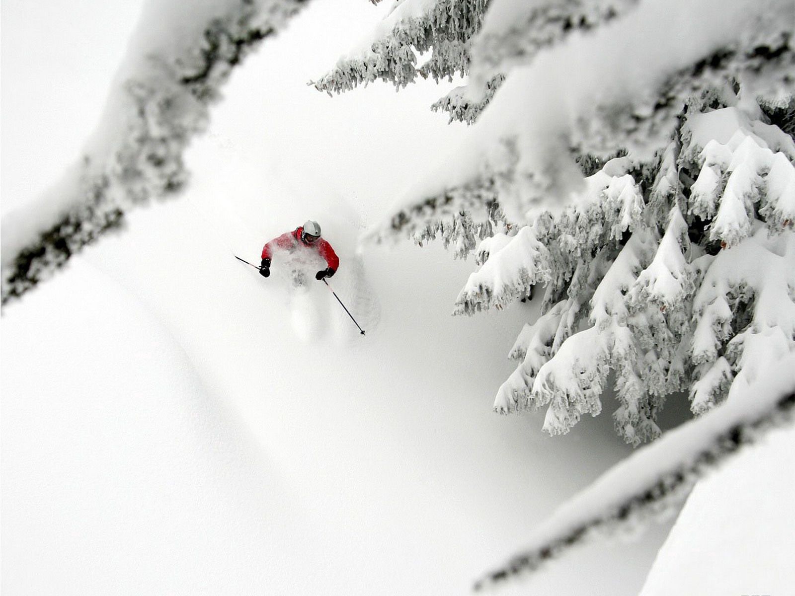53519 Bild herunterladen sport, bäume, schnee, abstammung, abstieg, aß, aßen, skifahren, alpiner skisport, extrem, extreme - Hintergrundbilder und Bildschirmschoner kostenlos