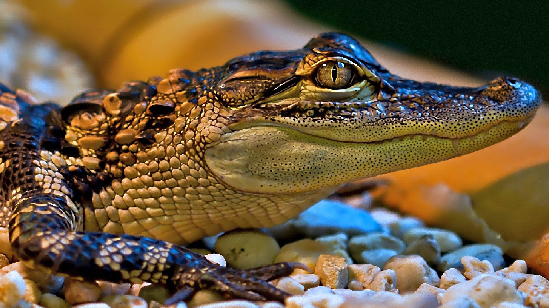 crocodile, animal, reptiles HD wallpaper