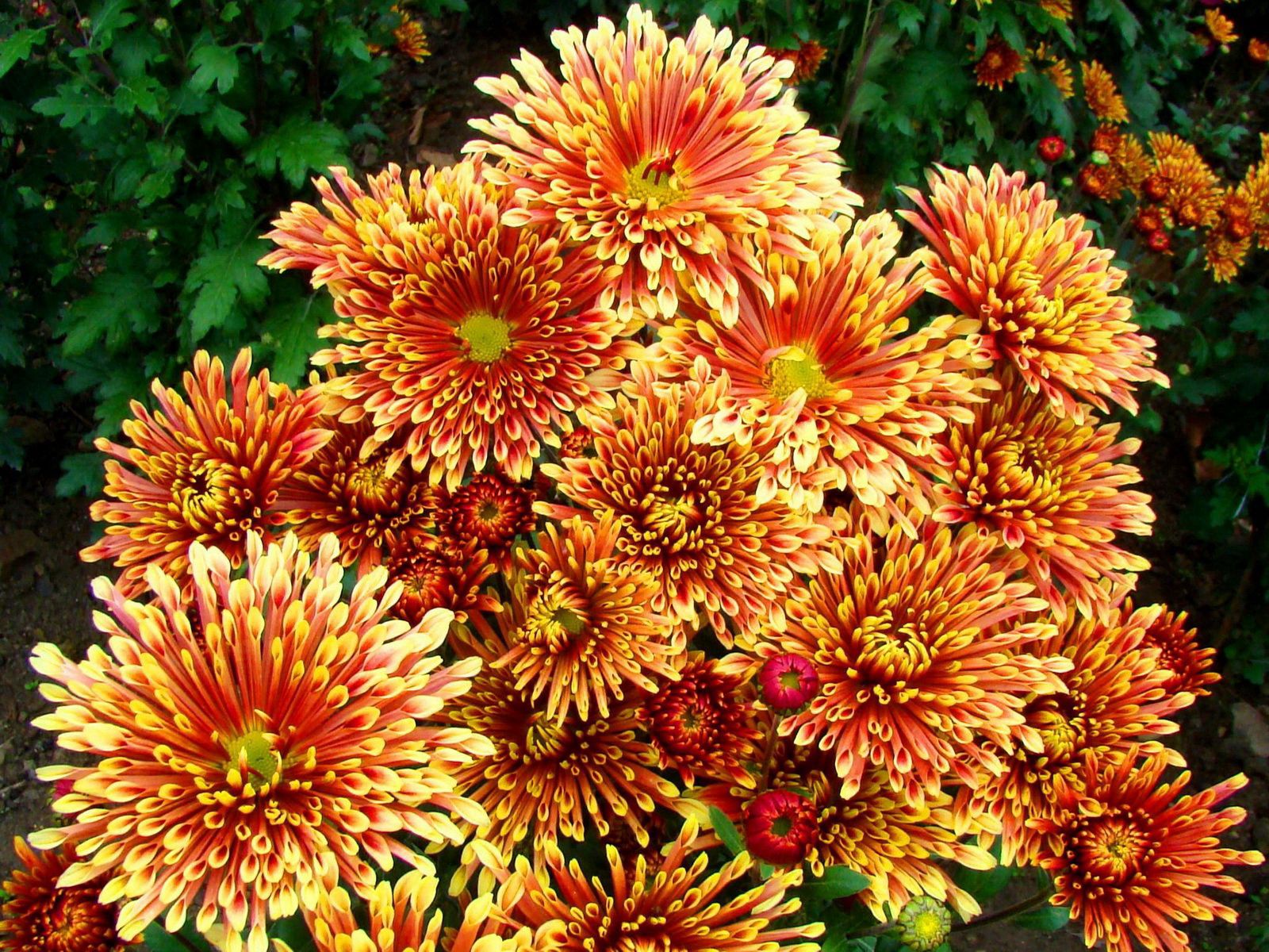 bright, flowers, chrysanthemum, colorful, variegated, mottled