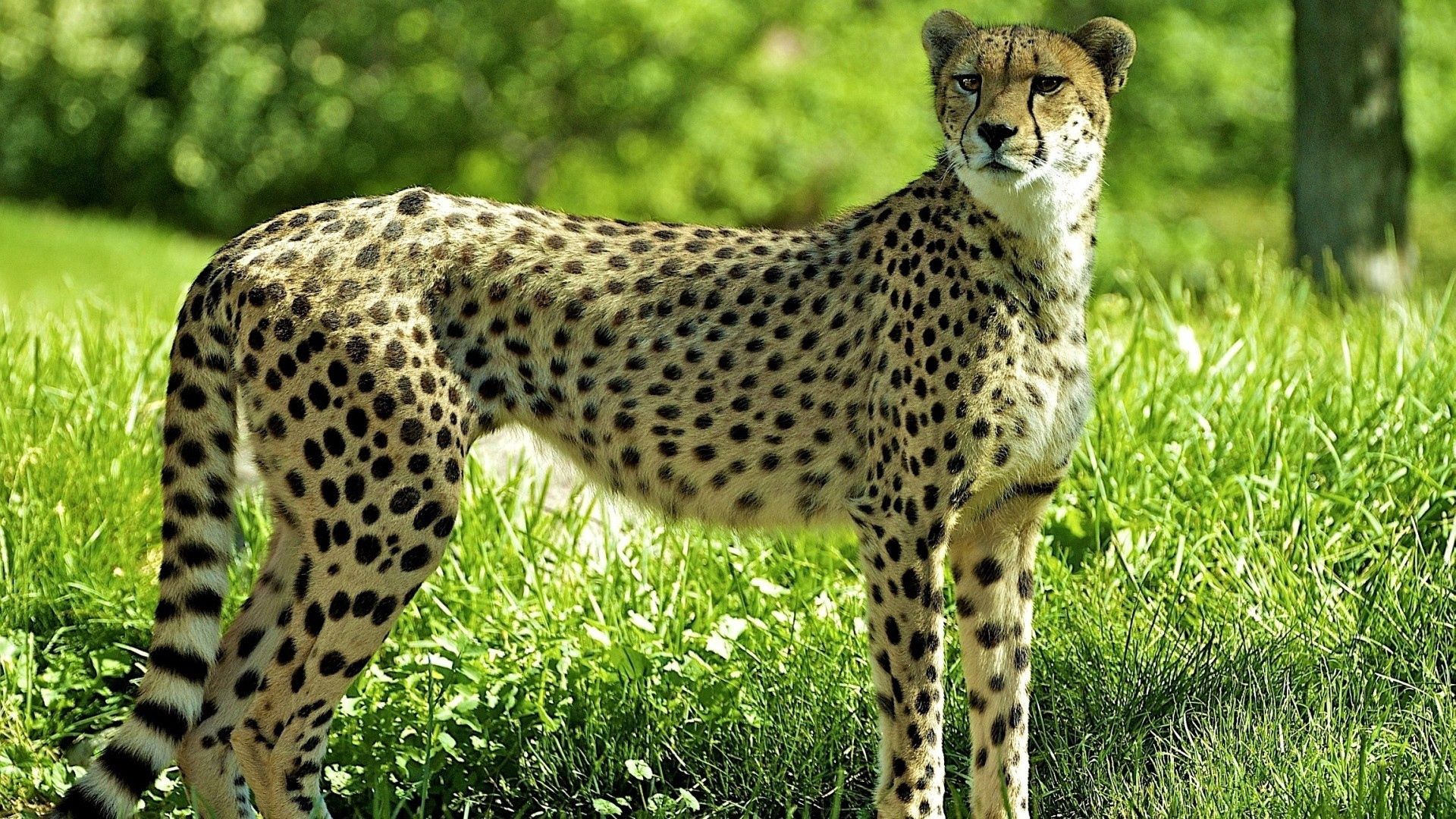 150306 baixar papel de parede animais, grama, predator, predador, guepardo, veja, olhar - protetores de tela e imagens gratuitamente