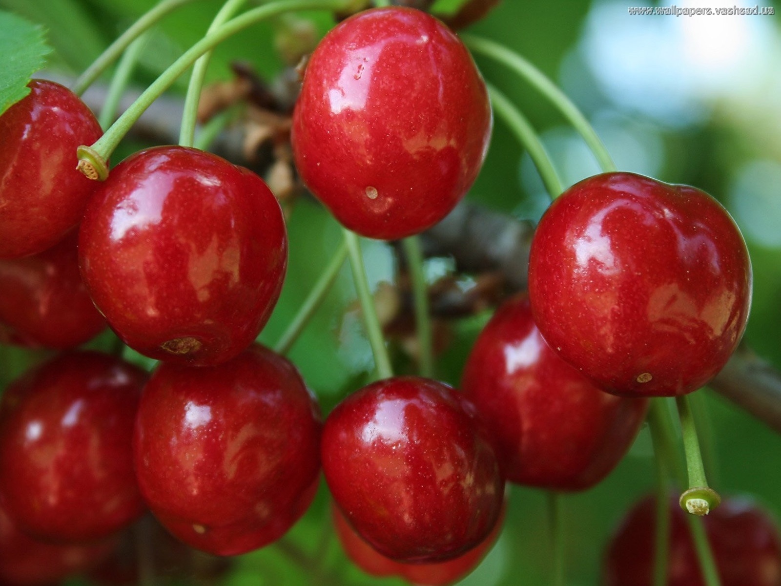 plants, fruits, sweet cherry, food, red