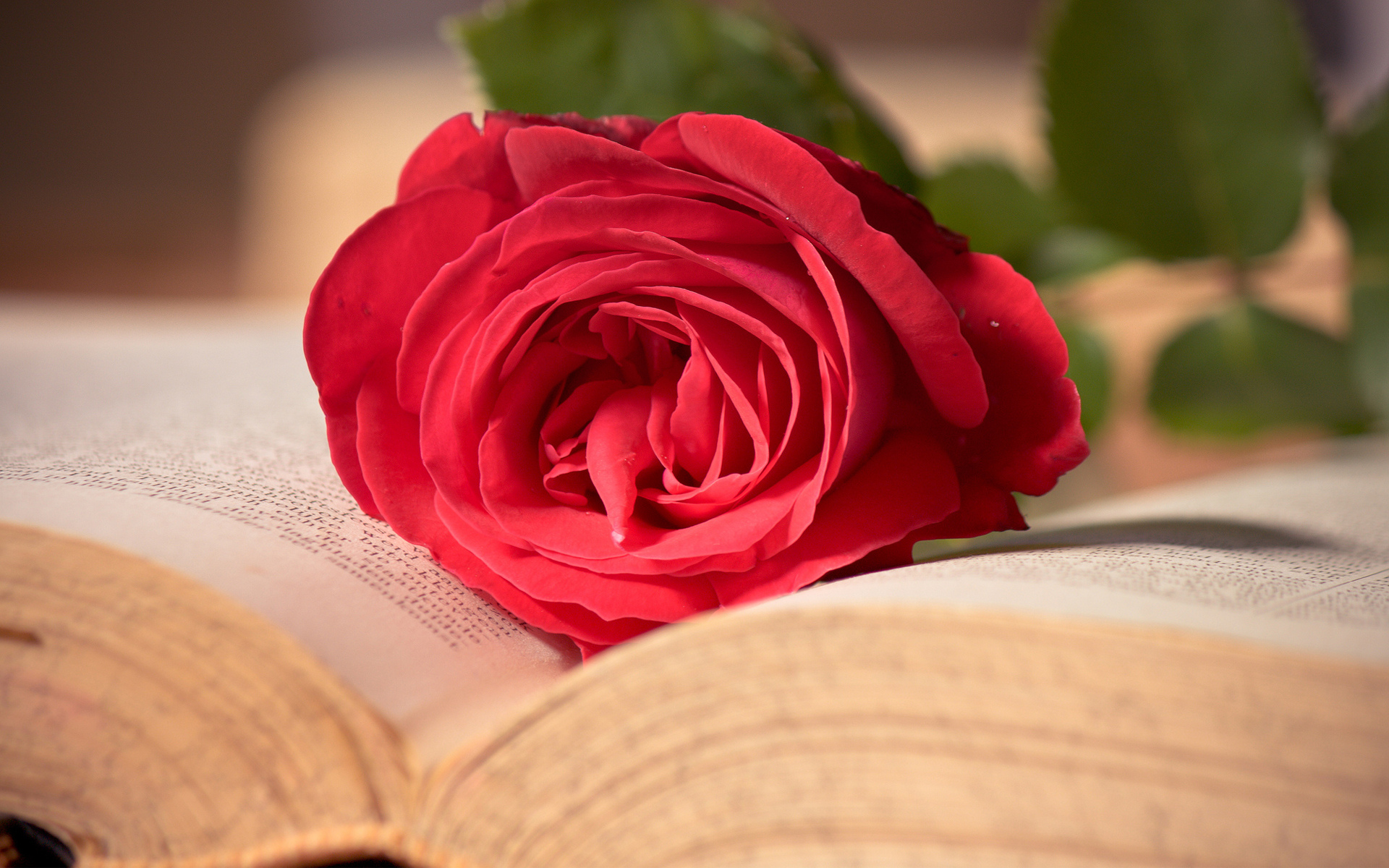 mood, love, flower, rose, man made, book, romantic phone background
