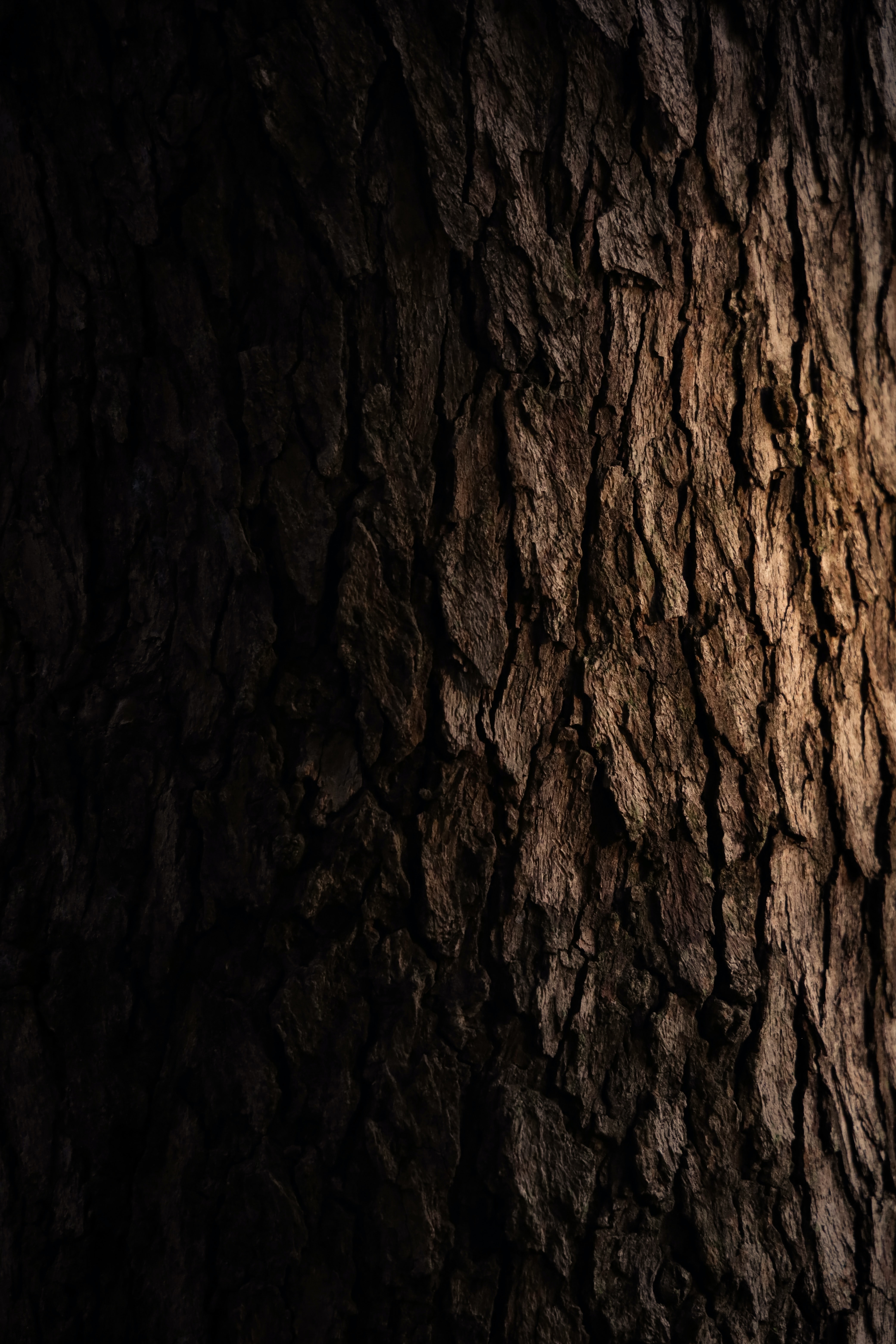 Скачать картинку Дерево, Кора, Текстуры, Темный, Текстура в телефон бесплатно.