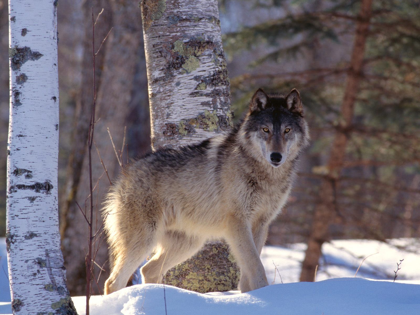 Handy-Wallpaper Schnee, Winter, Predator, Raubtier, Tiere, Wolf kostenlos herunterladen.