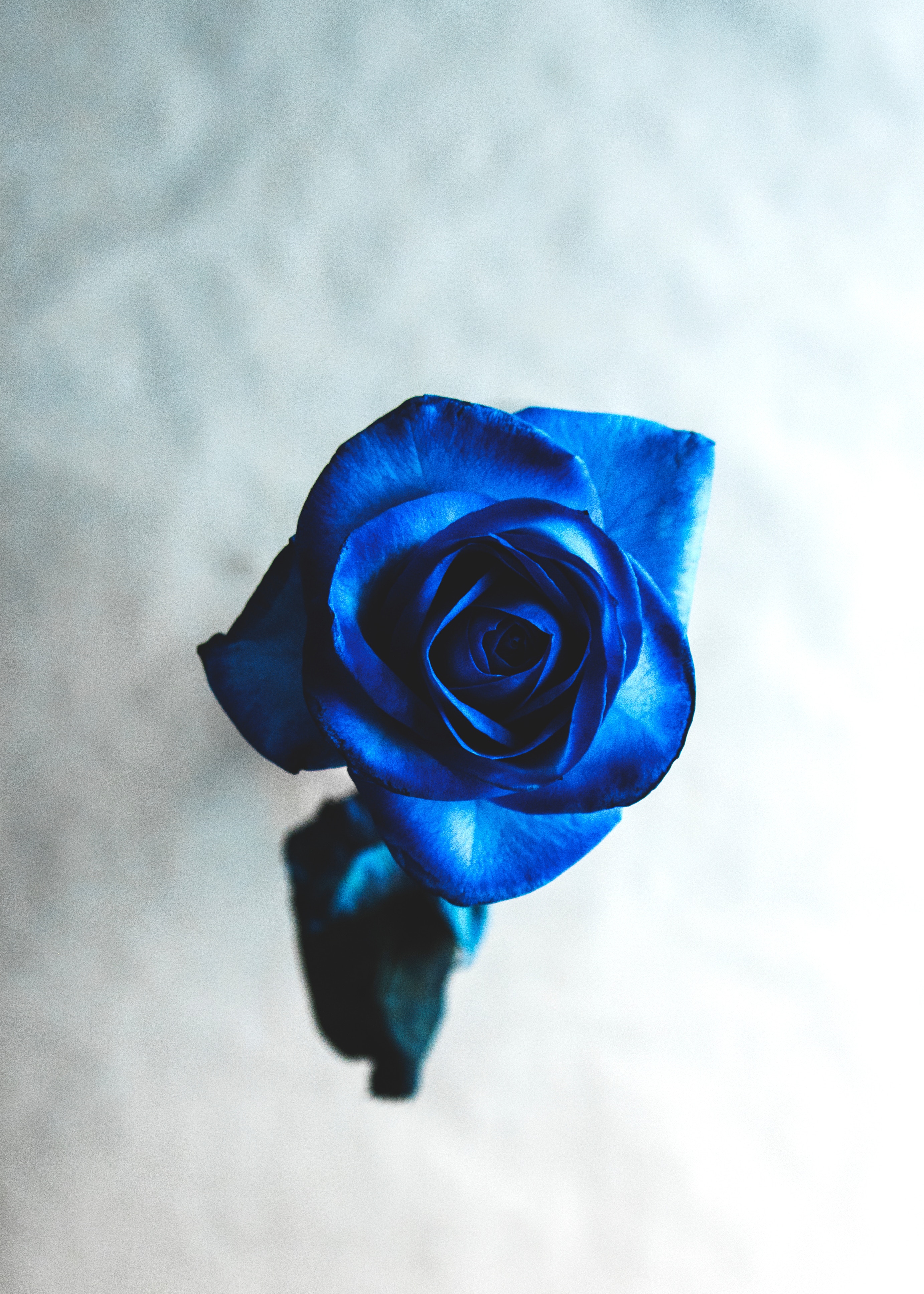 rose flower, flowers, blue, flower, rose, bud, blur, smooth
