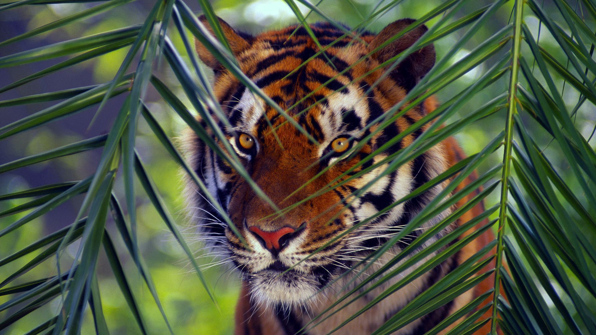 leaves, tiger, muzzle, animals, striped, sight, opinion
