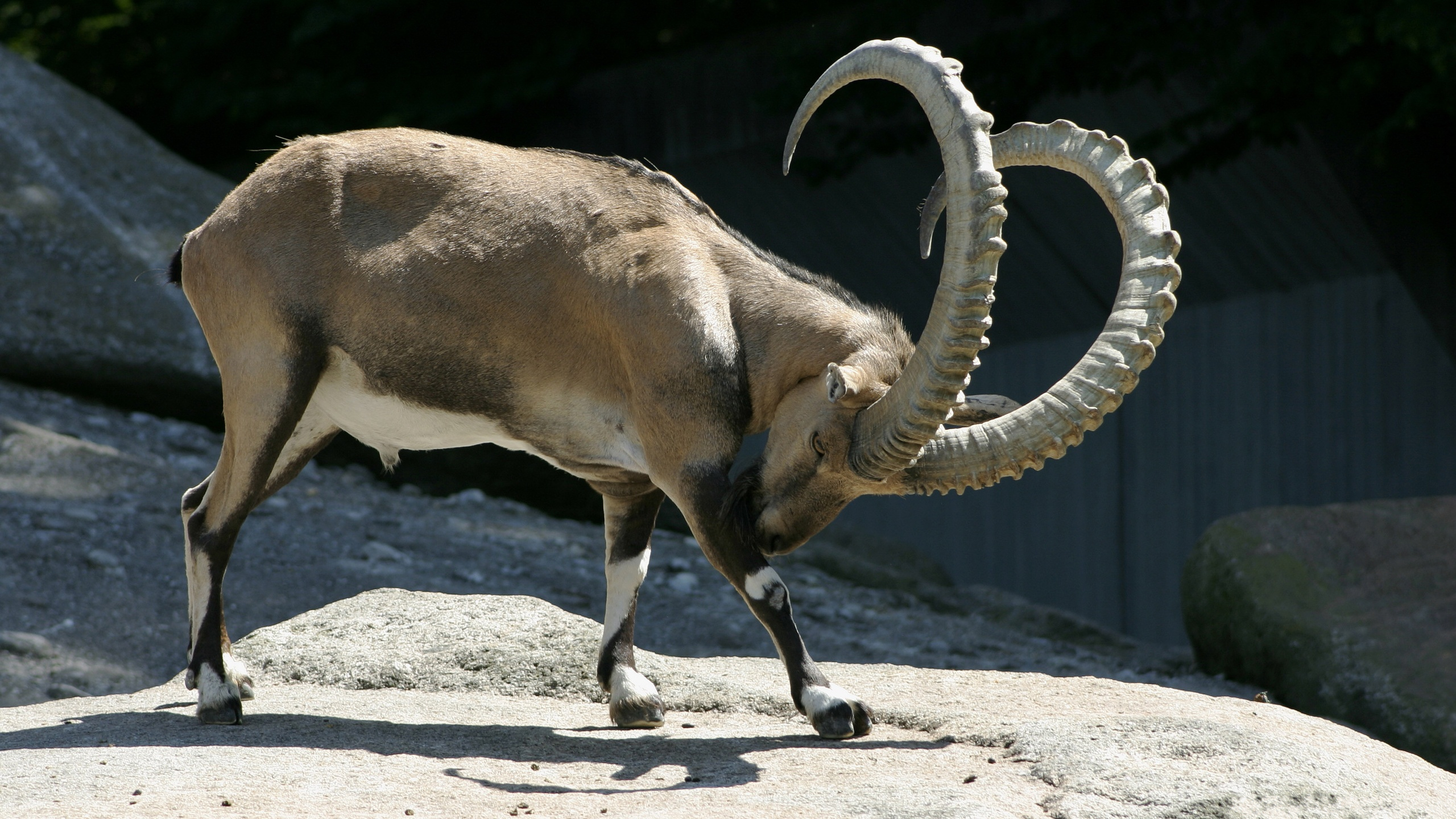 Alpine Ibex Cell Phone Wallpapers