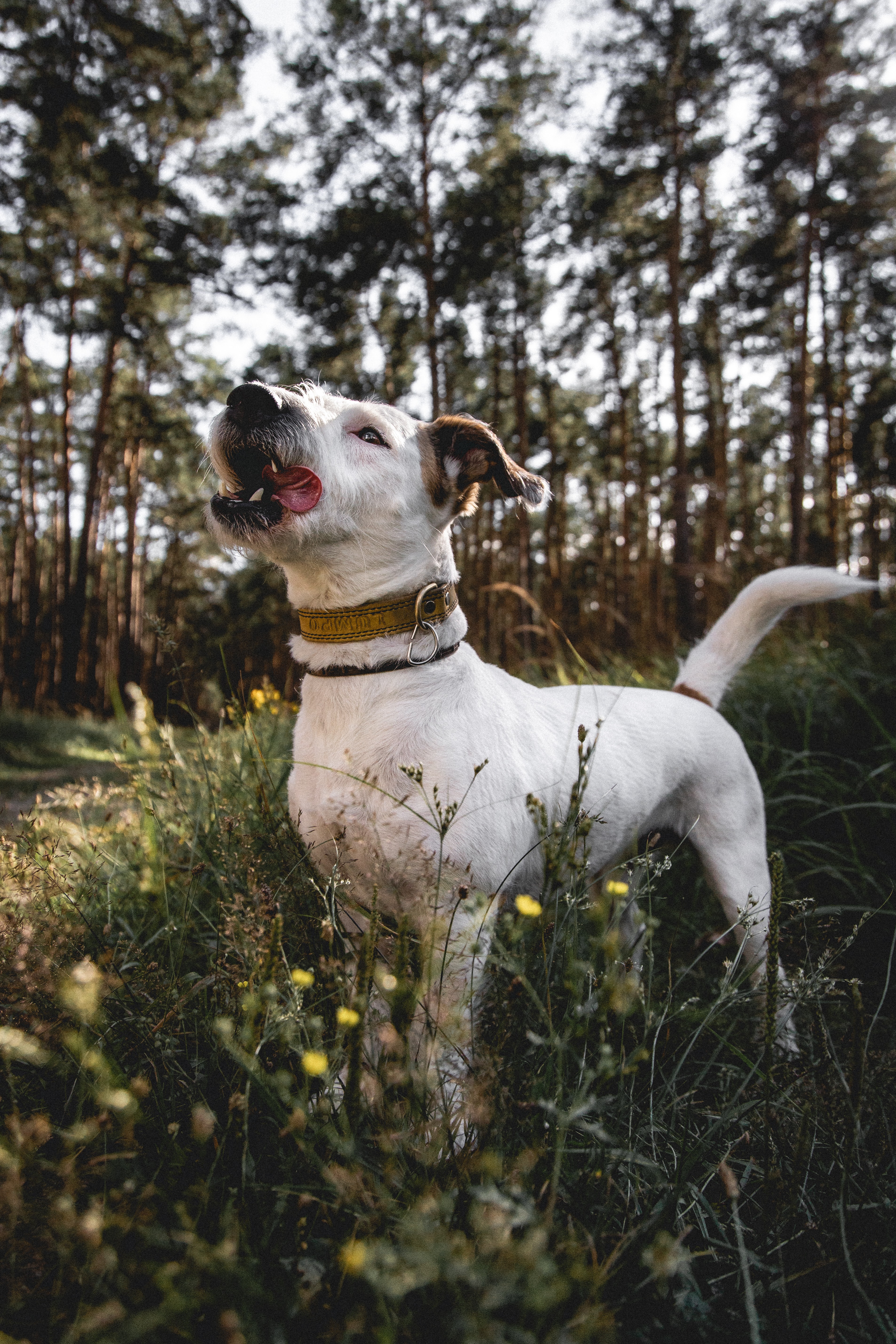 animals, dog, pet, protruding tongue, tongue stuck out, jack russell terrier Free Background
