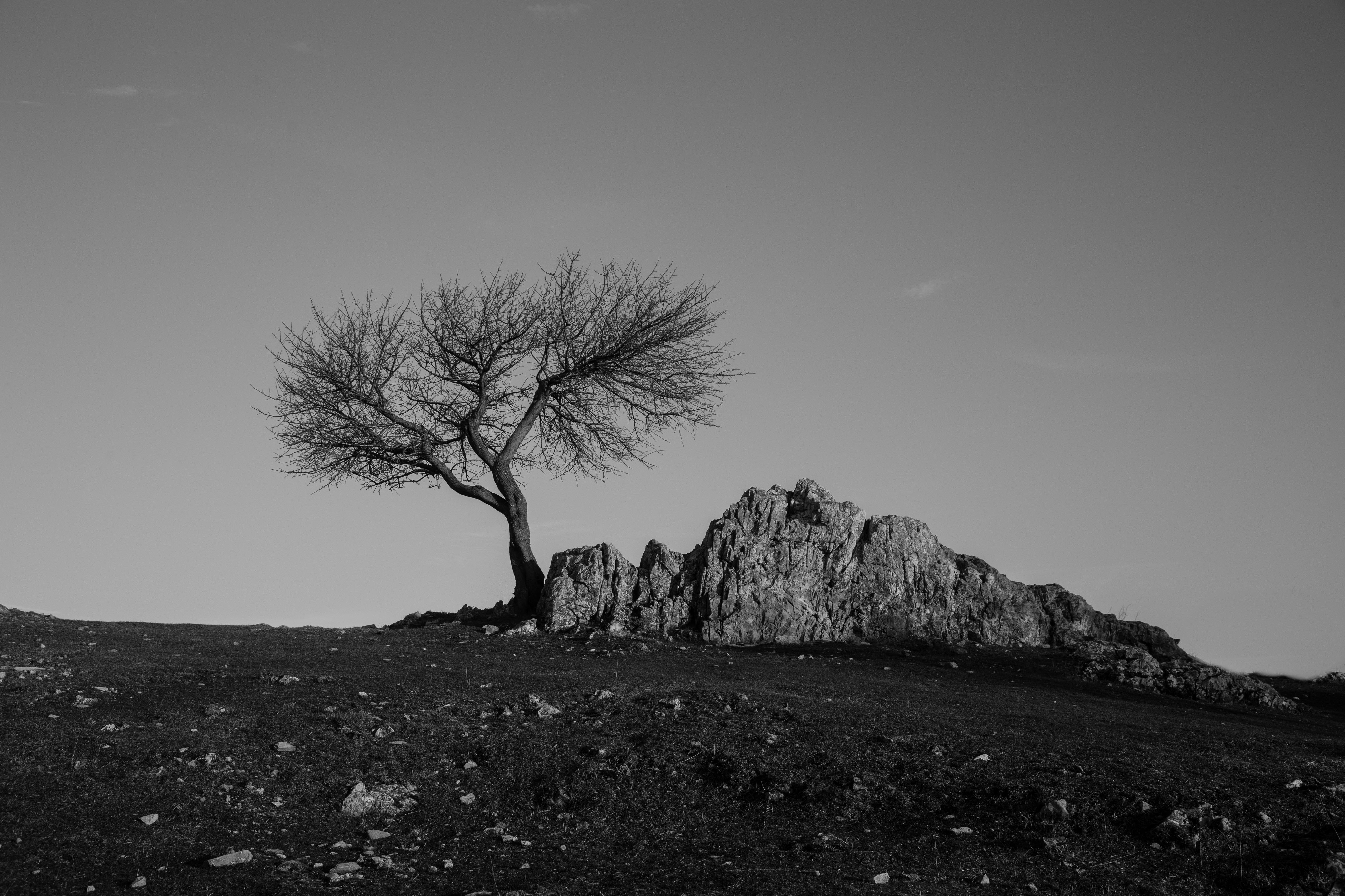 Download mobile wallpaper Rock, Chb, Wood, Tree, Nature, Bw, Minimalism for free.