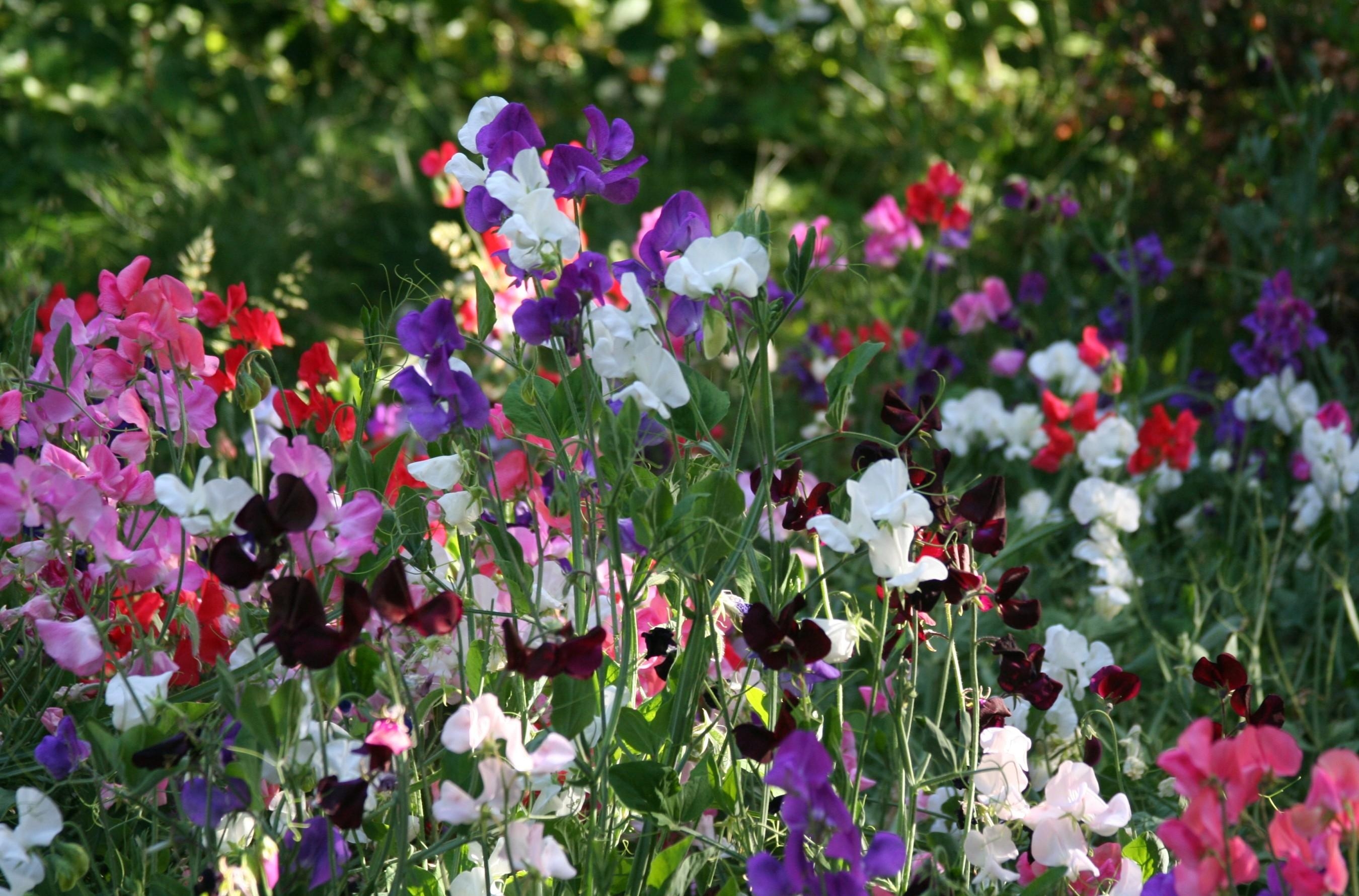 motley, flowers, multicolored, bloom, flowering, greens, sweet pea 1080p